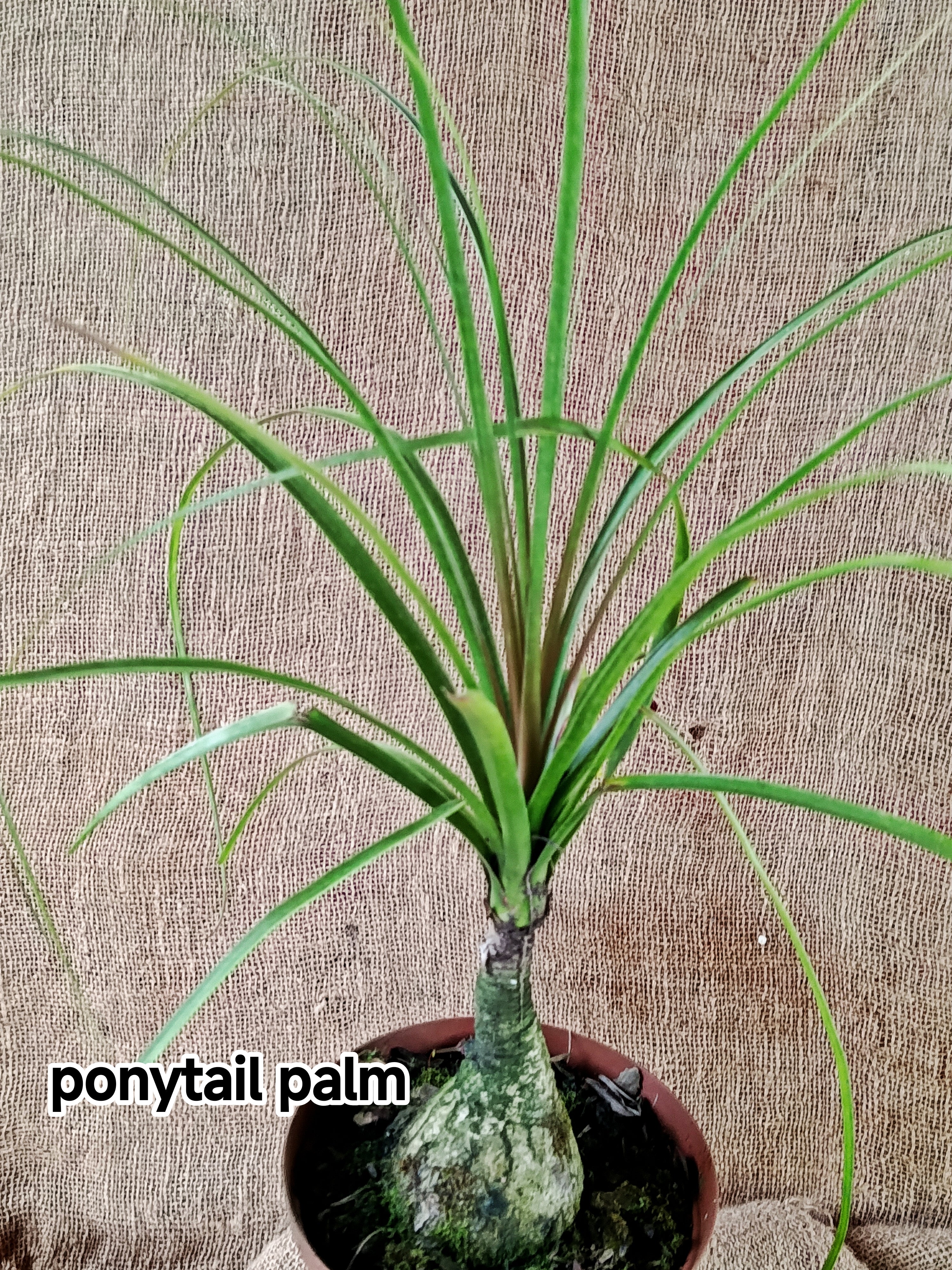 Beaucarnea ‘Pony Tail