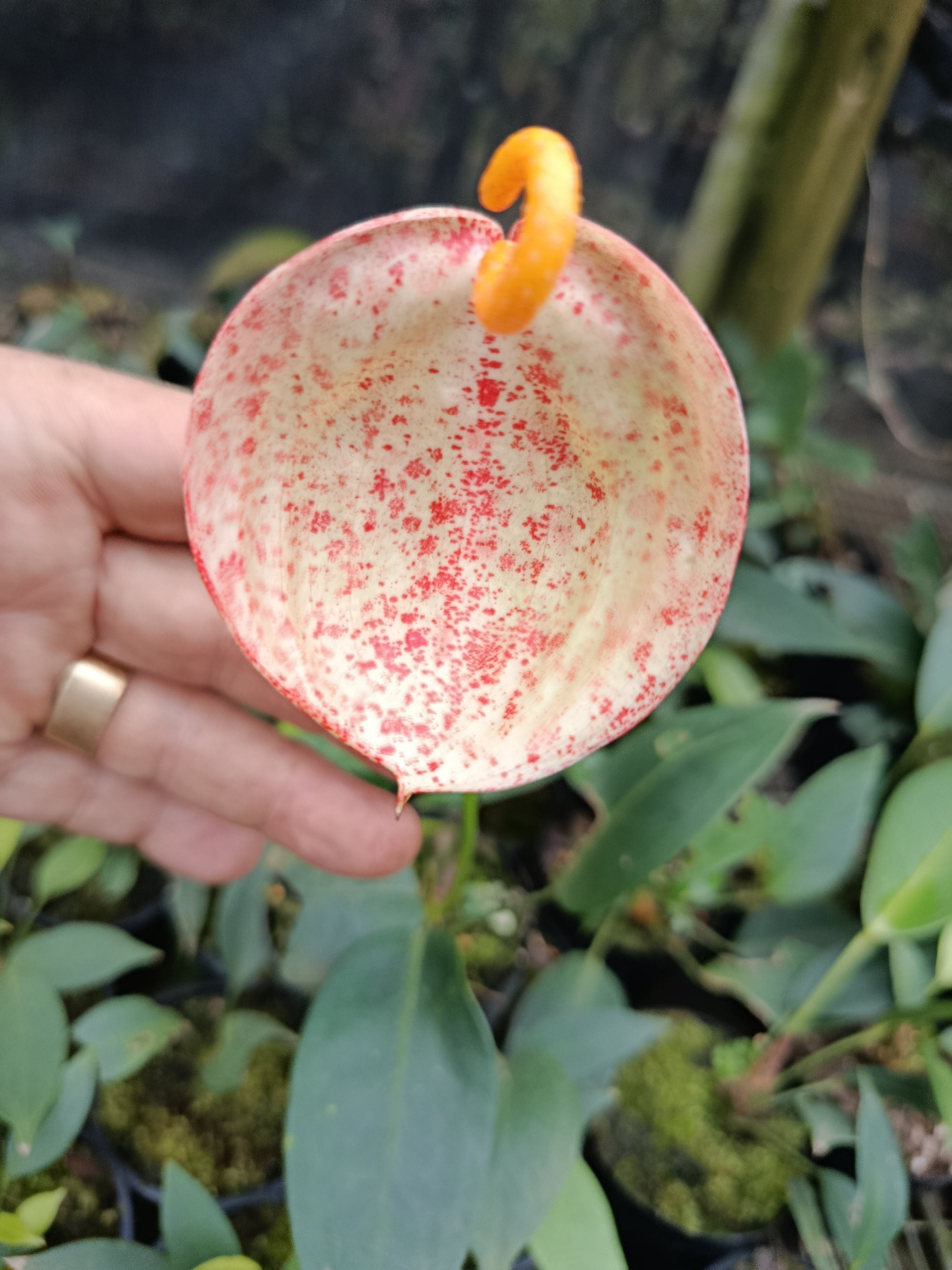 Anthurium pigtail marble chip