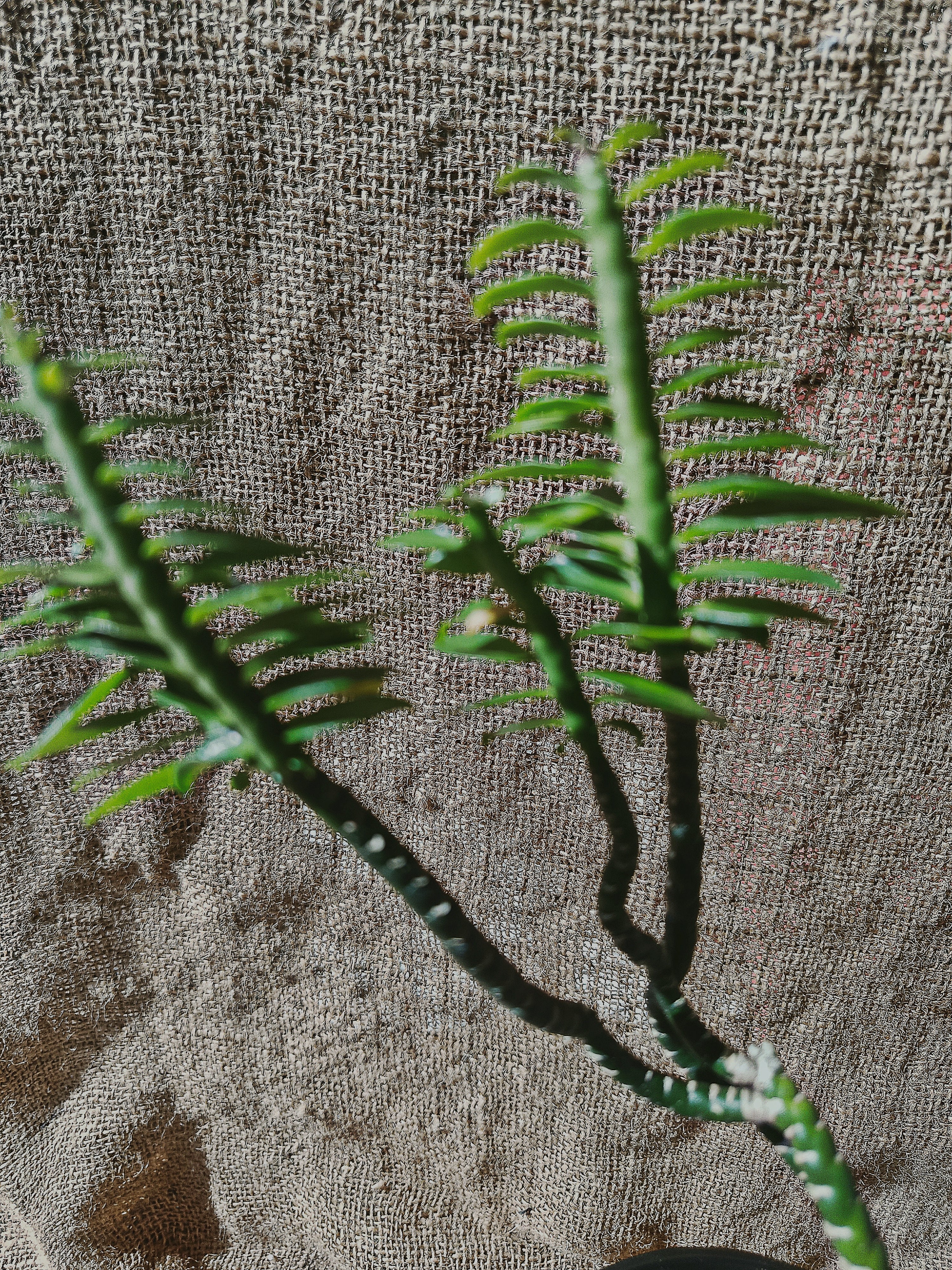 Tithymaloides pedilanthus