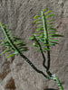 Tithymaloides pedilanthus