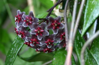 Seed Aristolochia gigantea