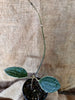 Hoya marophyii white margine