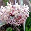 Hoya marophyii white margine