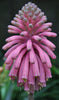 Veltheimia Dark Pink