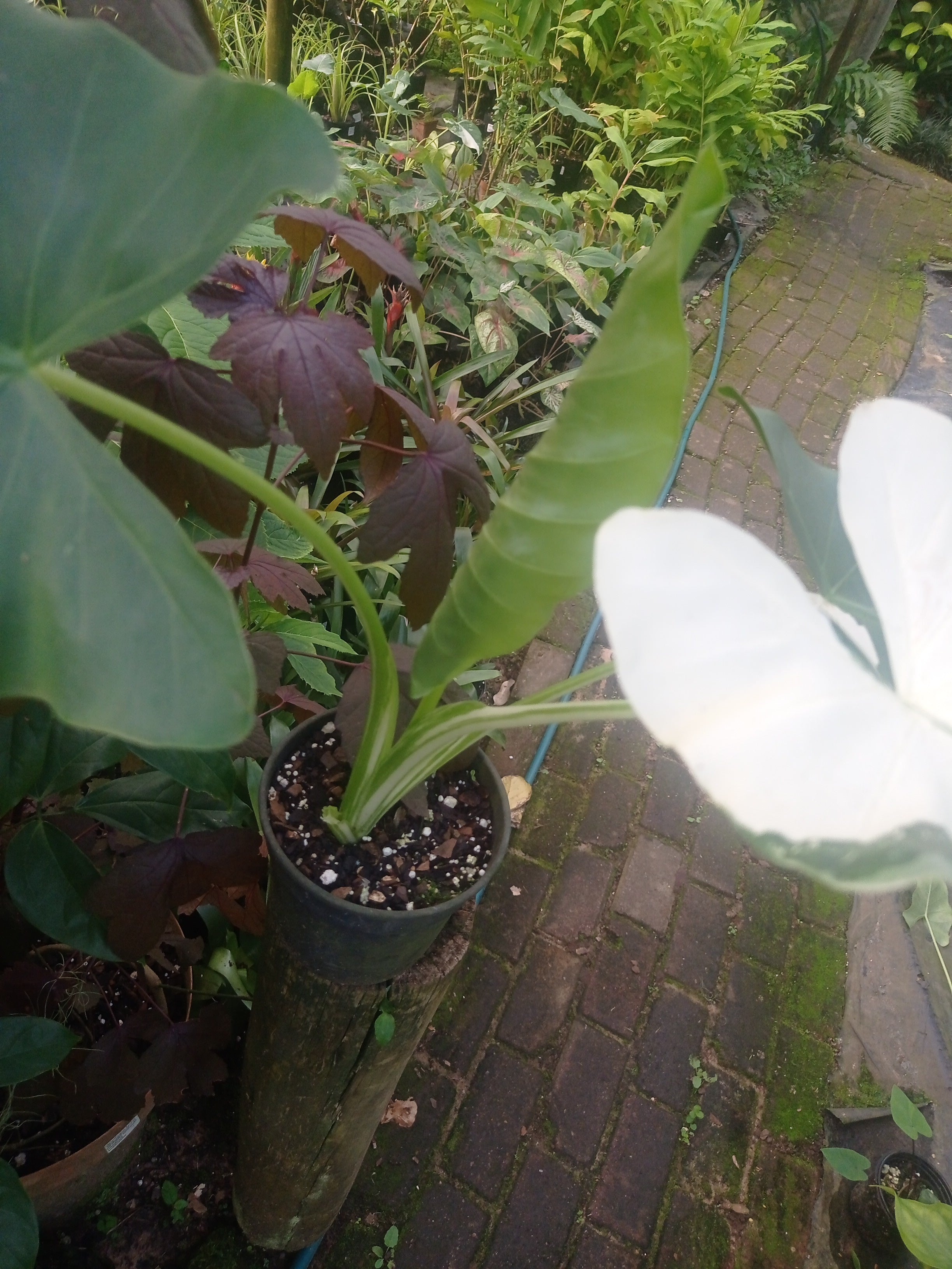 Alocasia macrorrhiza Variegata