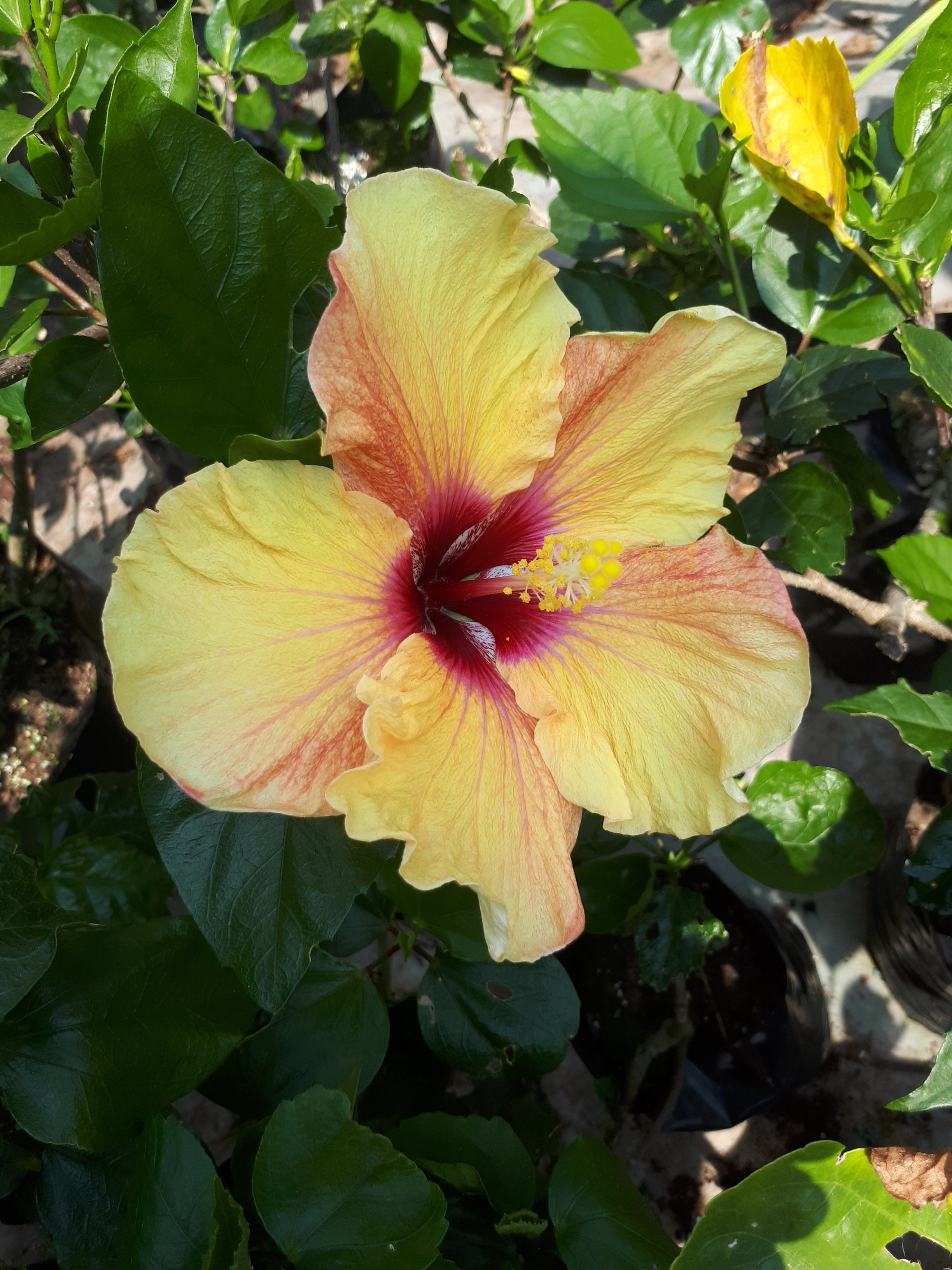 Hibiscus Graceful