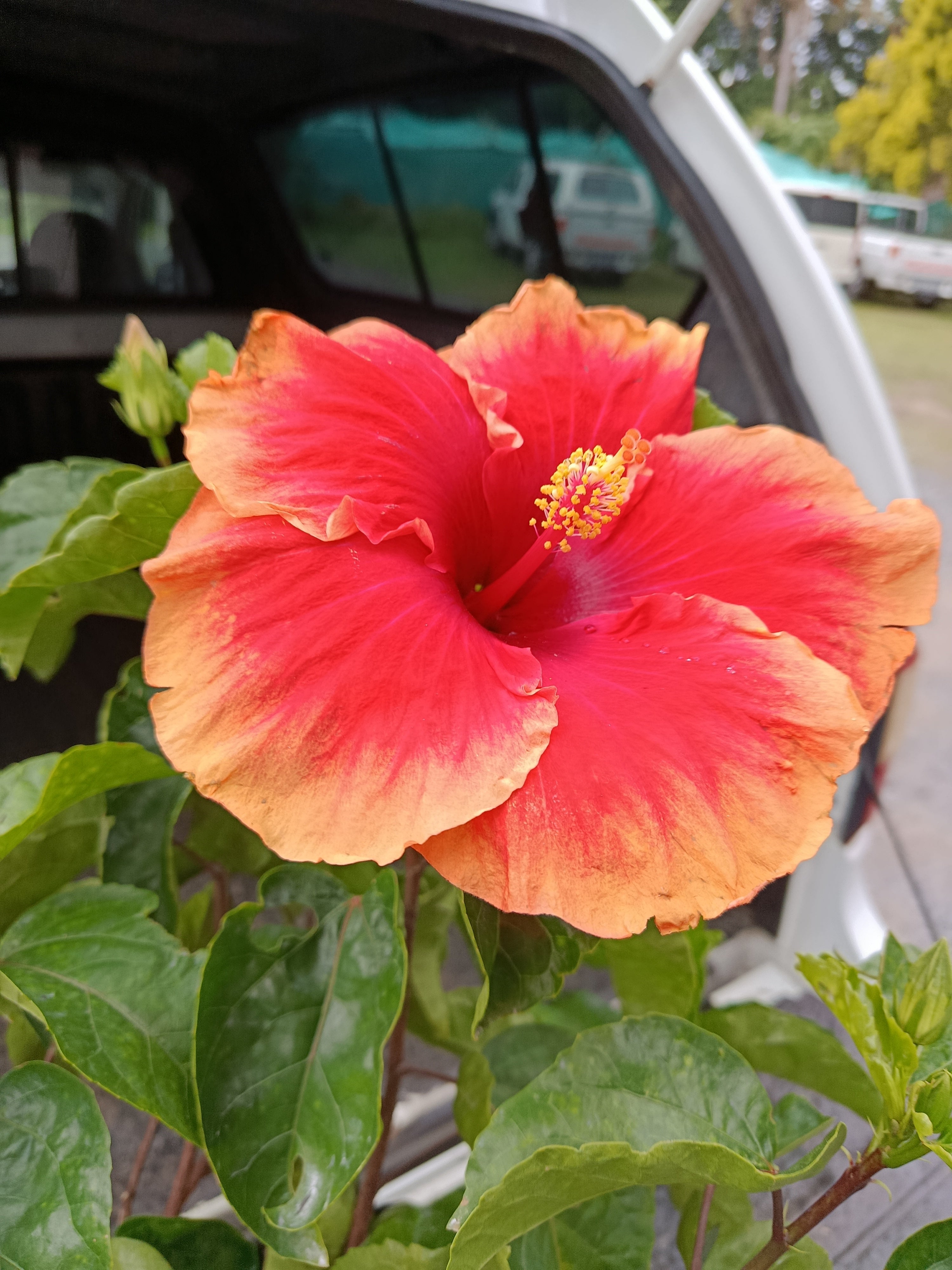 Hibiscus 'Ten 38' – Large-Flowered Tropical Shrub (5L) – Exotic Flora