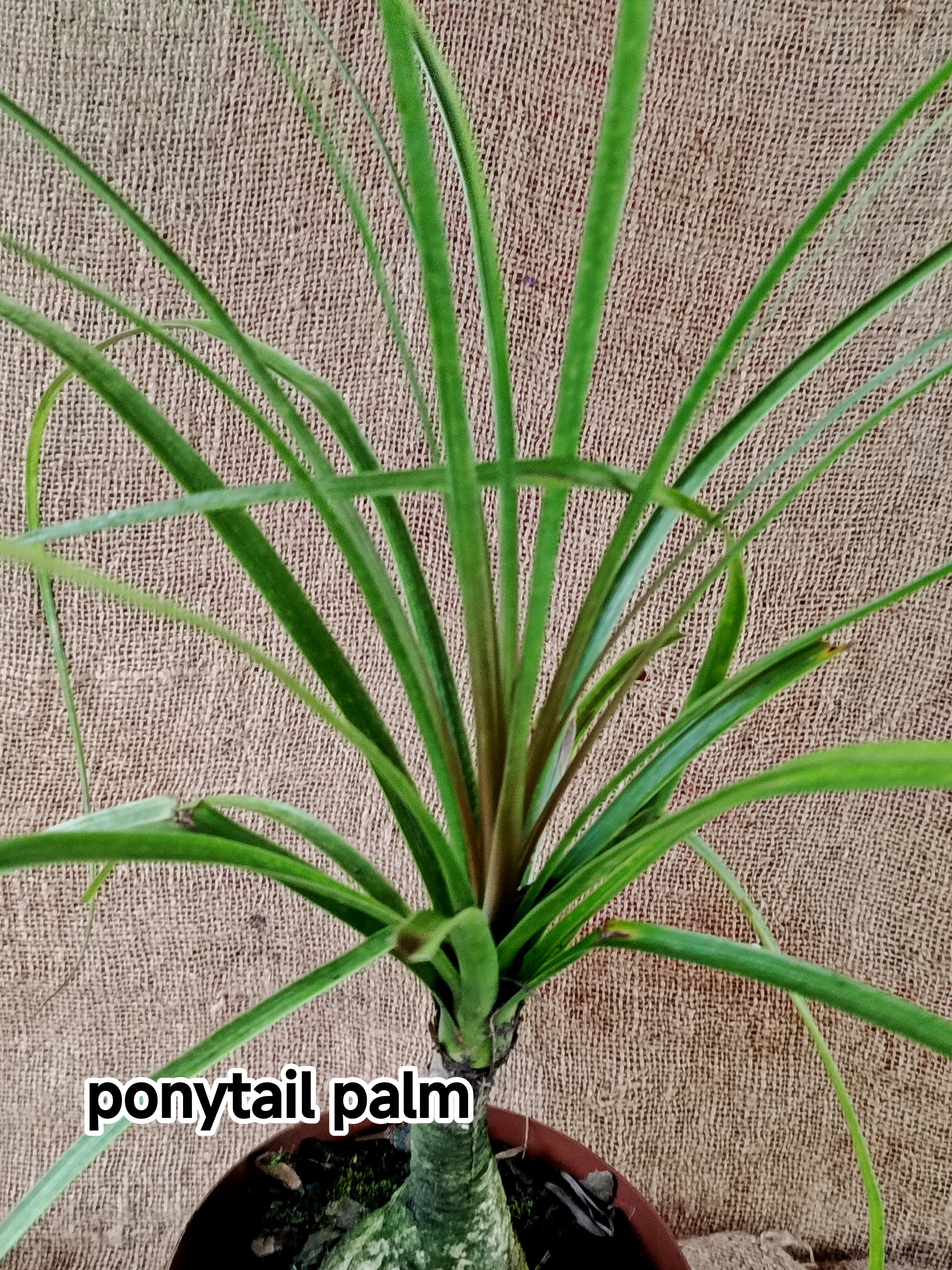 Beaucarnea ‘Pony Tail
