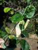 Hoya fungii