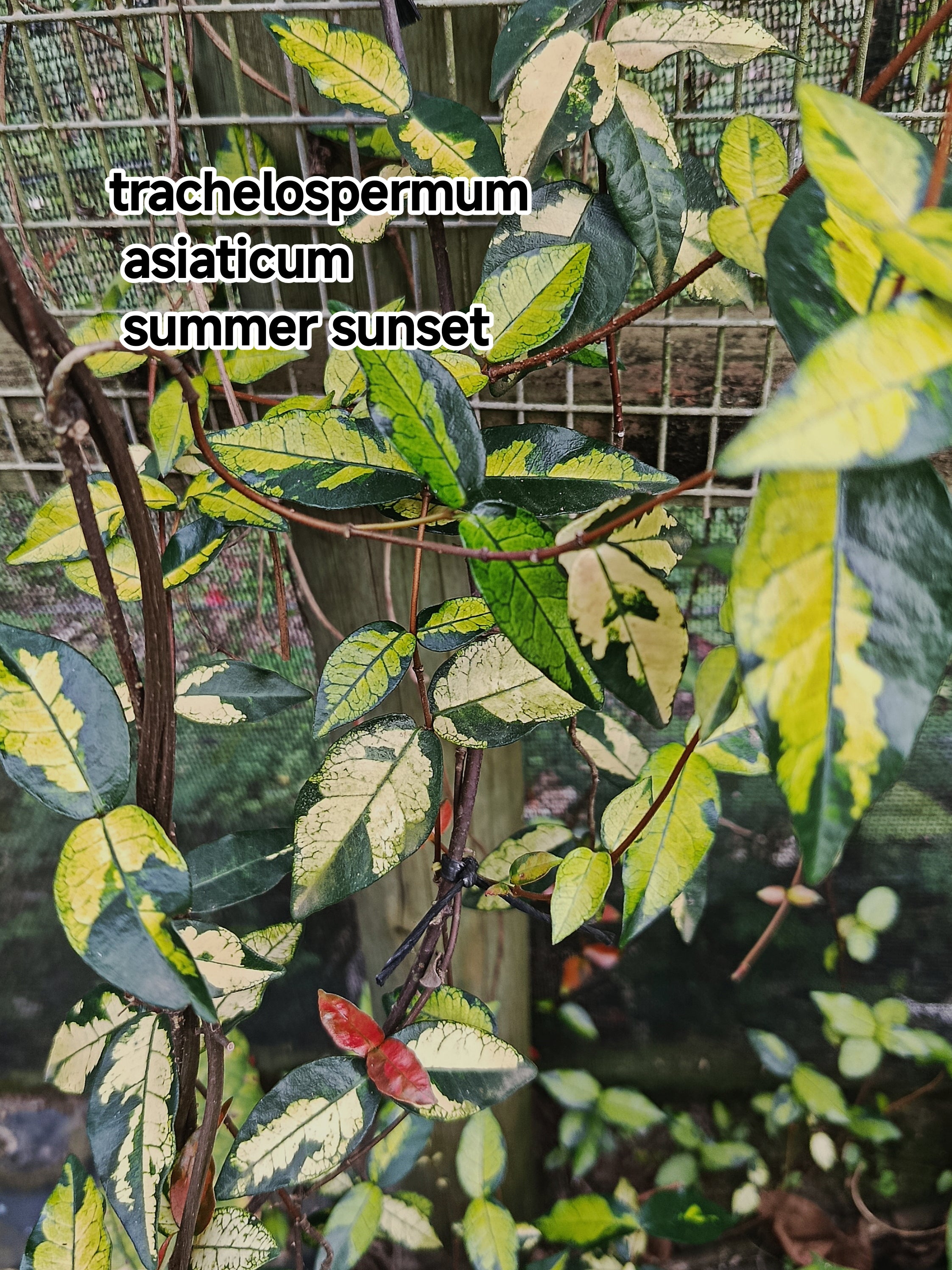 Trachelospermum asiaticum Summer Sunset