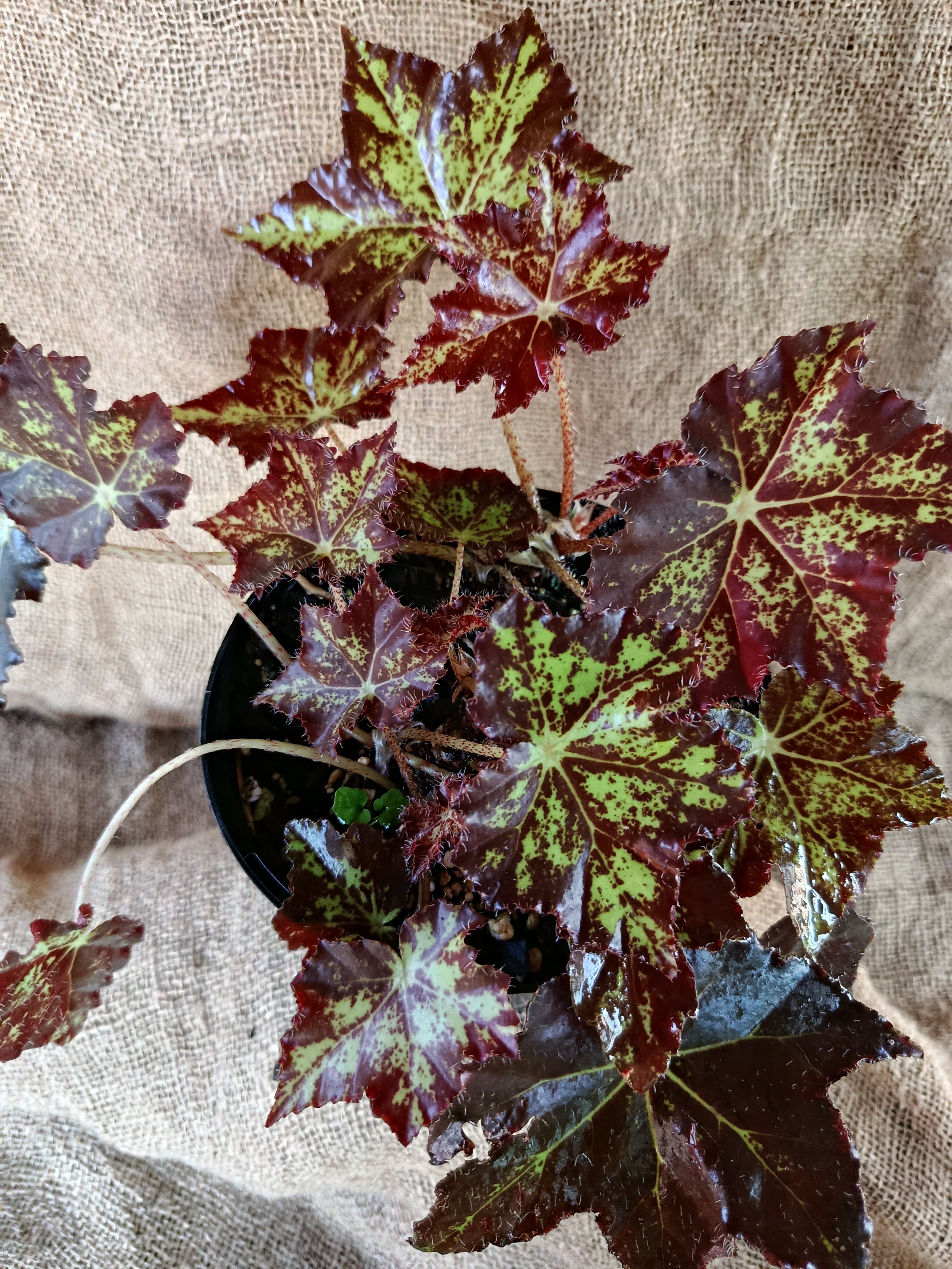 Begonia Cleopatra