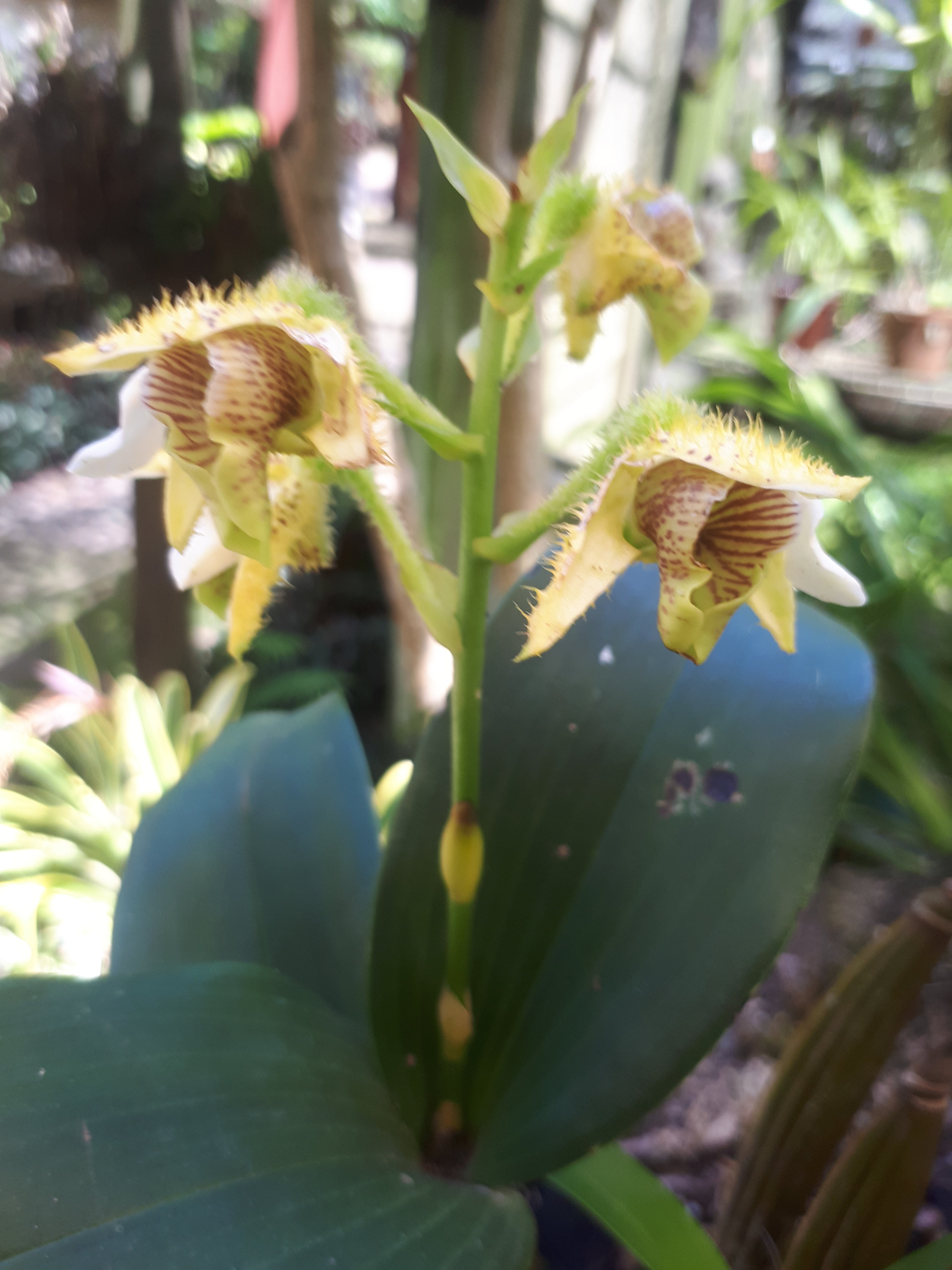 Dendrobium macrophyllum