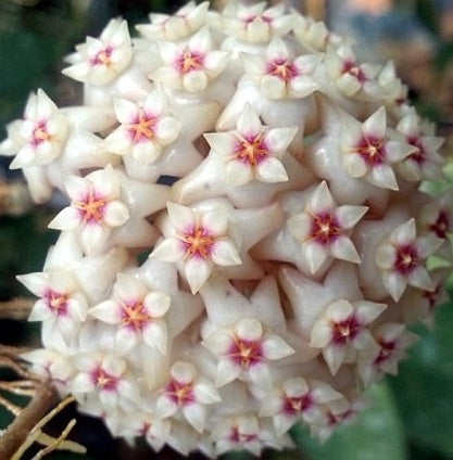 Hoya marophyii white margine