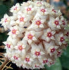 Hoya marophyii white margine