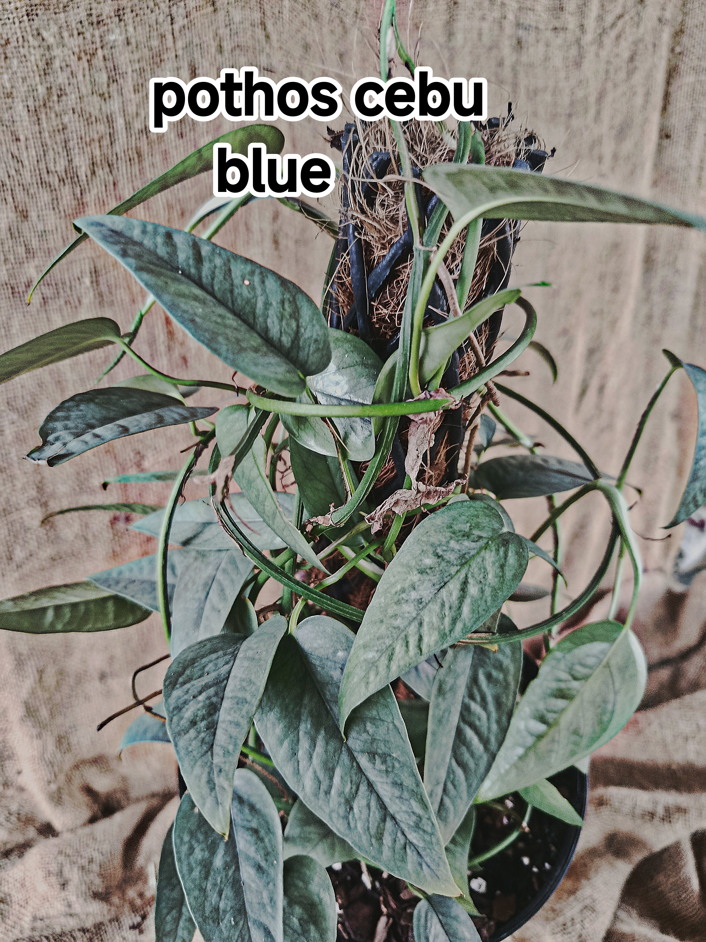 pothos cebu blue