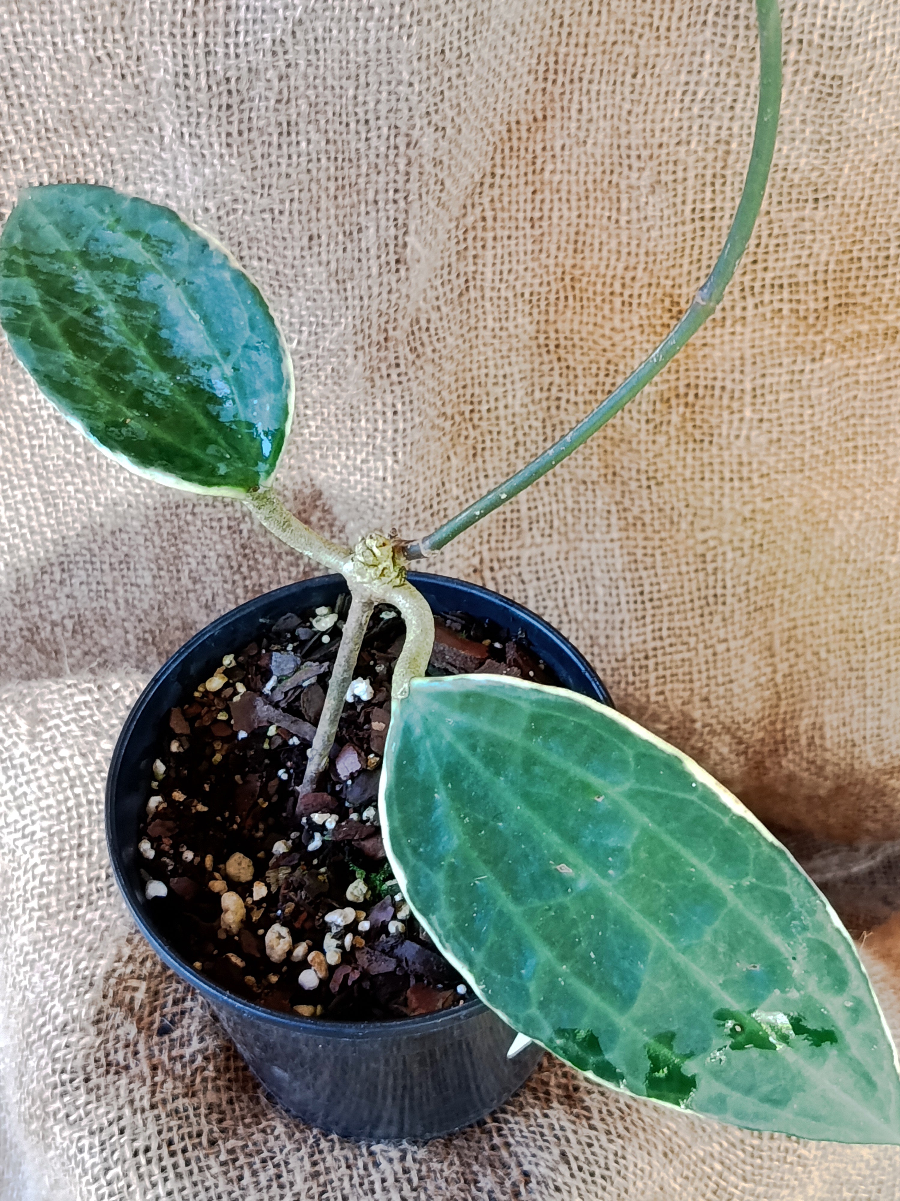 Hoya marophyii white margine