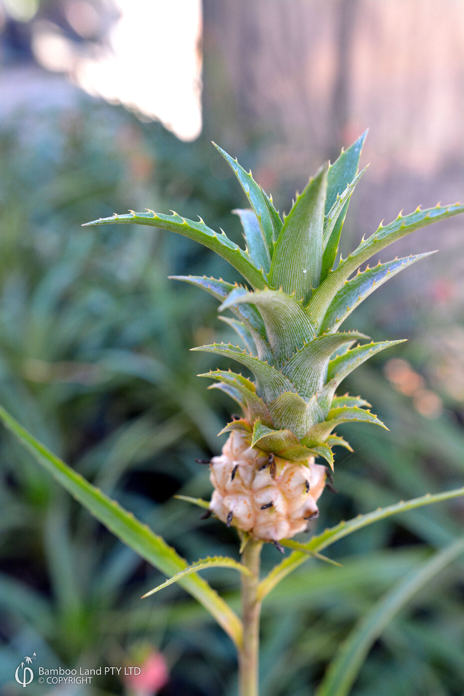 Bromeliad Ananas comosus var. microstachys (Dwarf Pineapple)