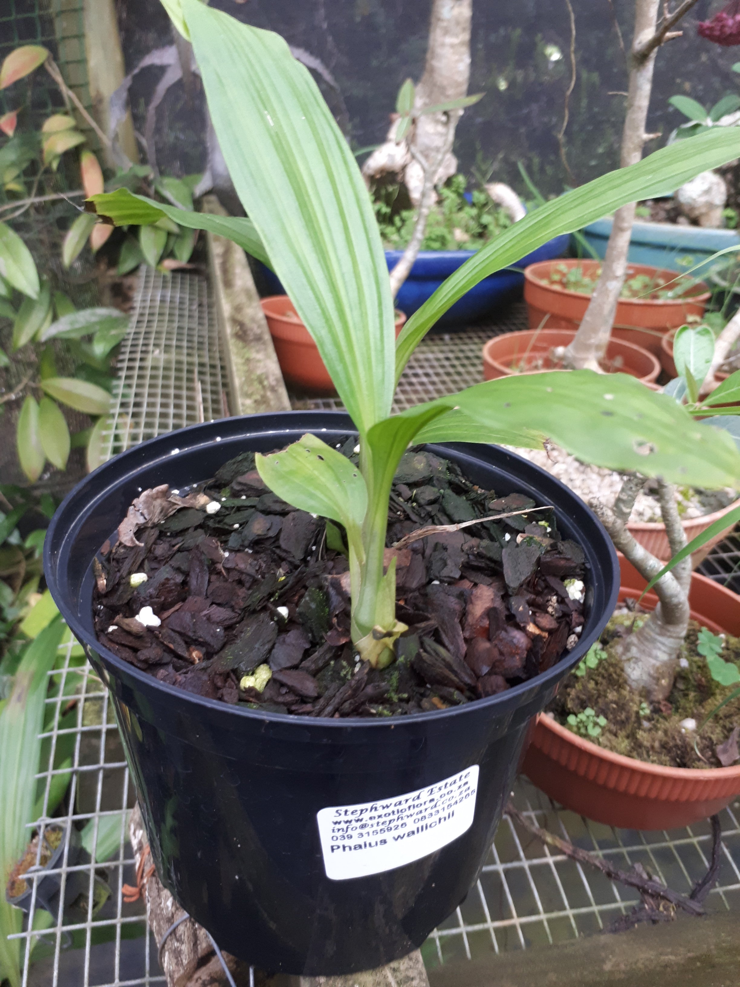 Phaius wallichii x Phaius tankervilleae alba