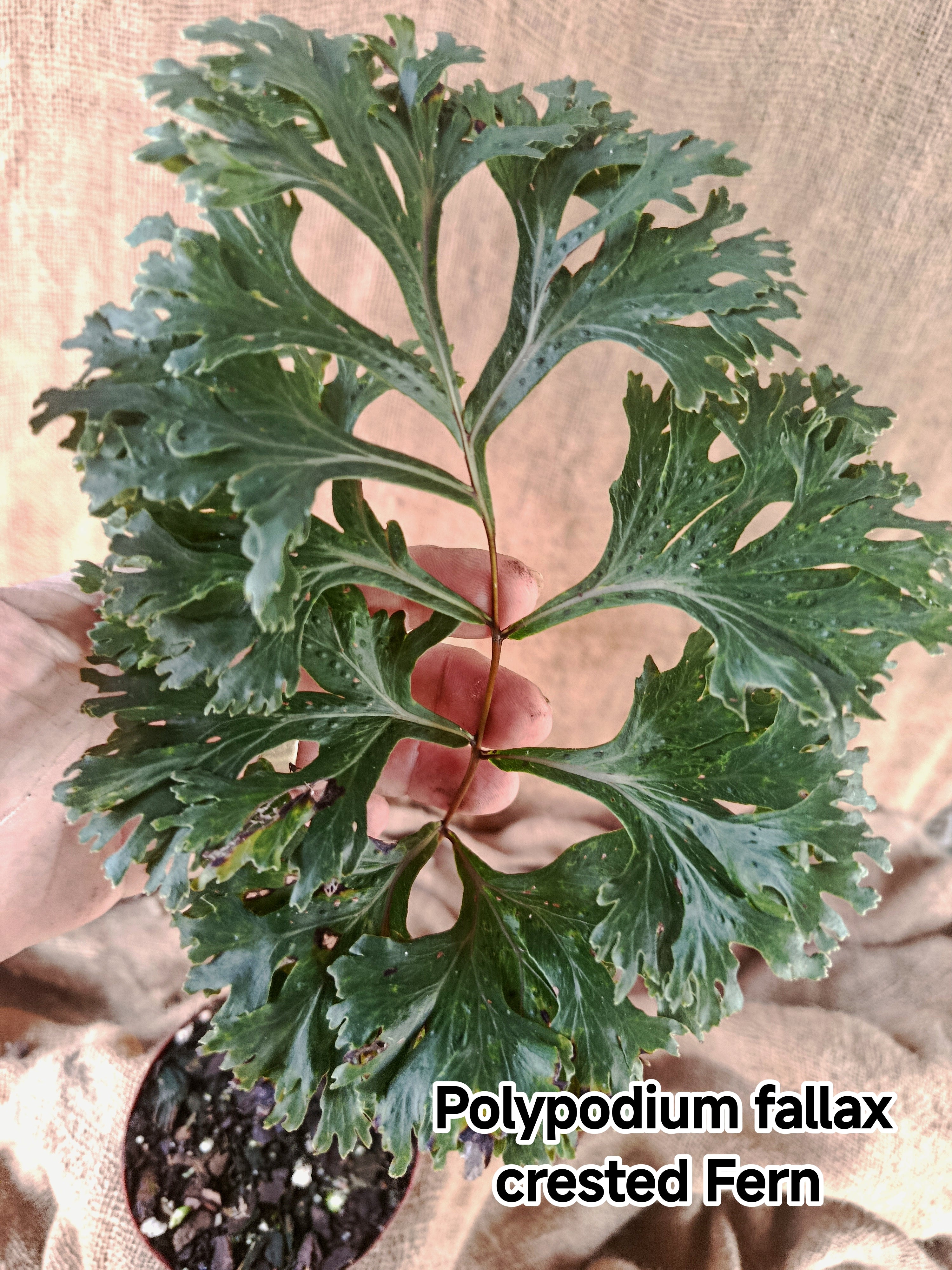 Polypodium fallax crested Fern