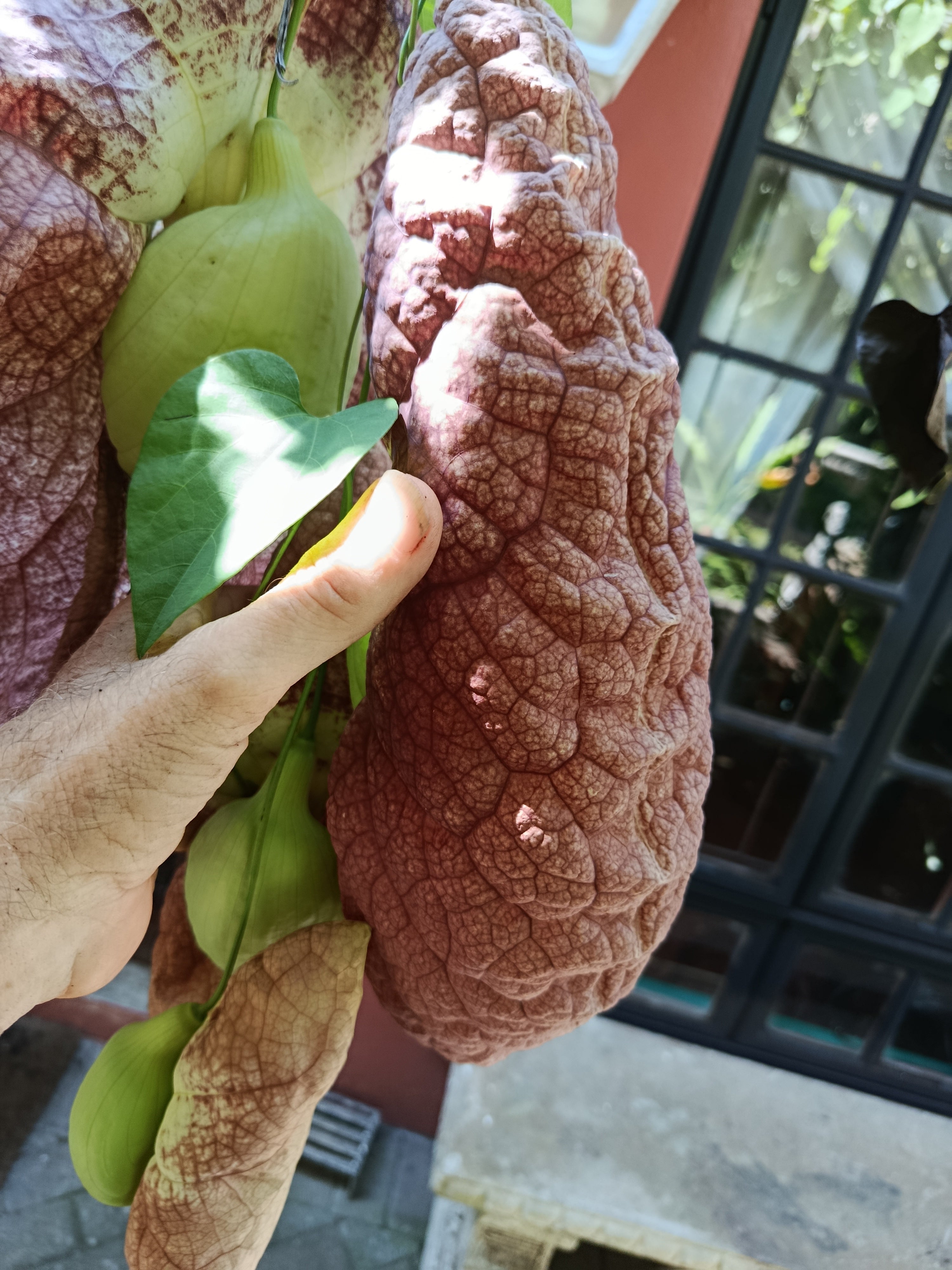 Seed Aristolochia gigantea