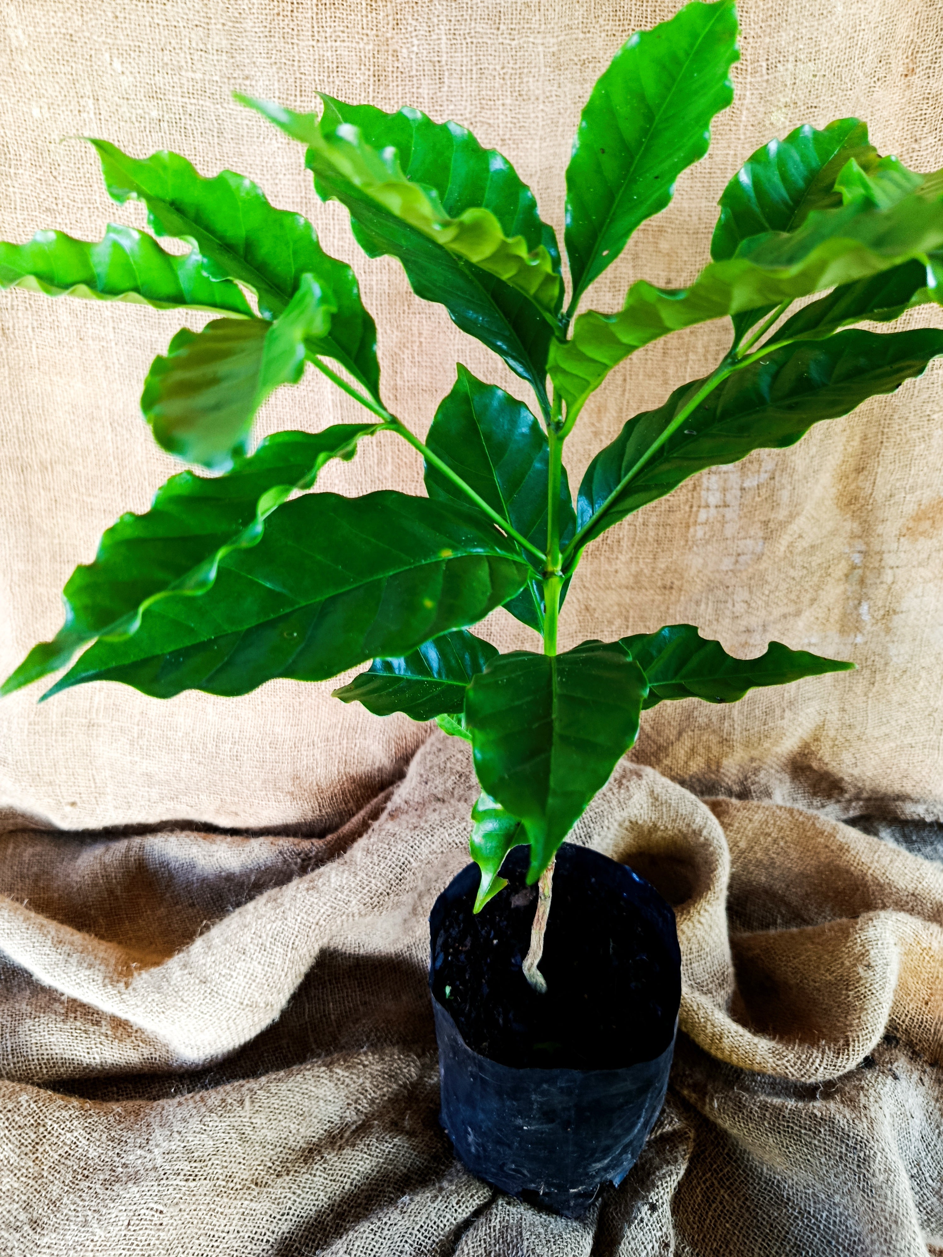 Coffea arabica