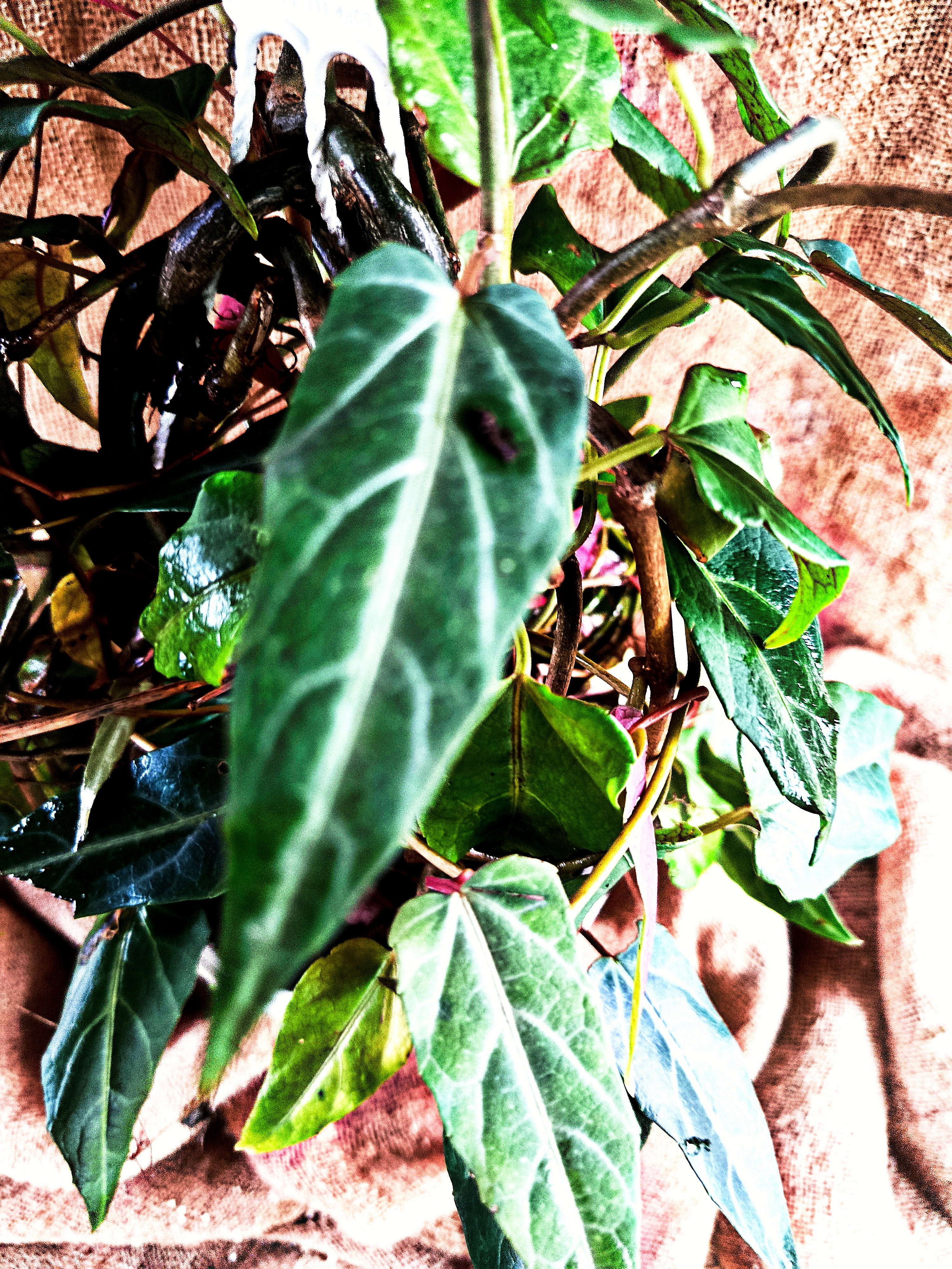 Cissus amazonia
