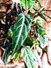 Cissus amazonia