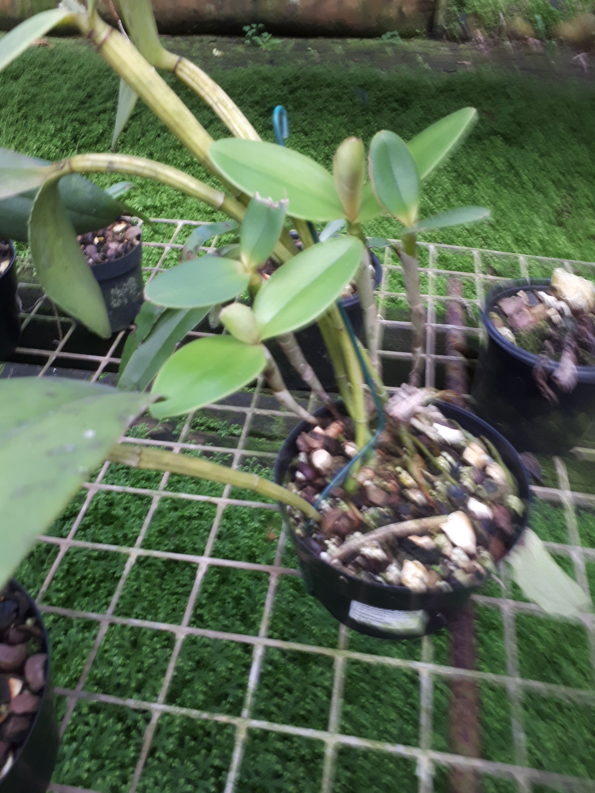 Cattleya intermediate
