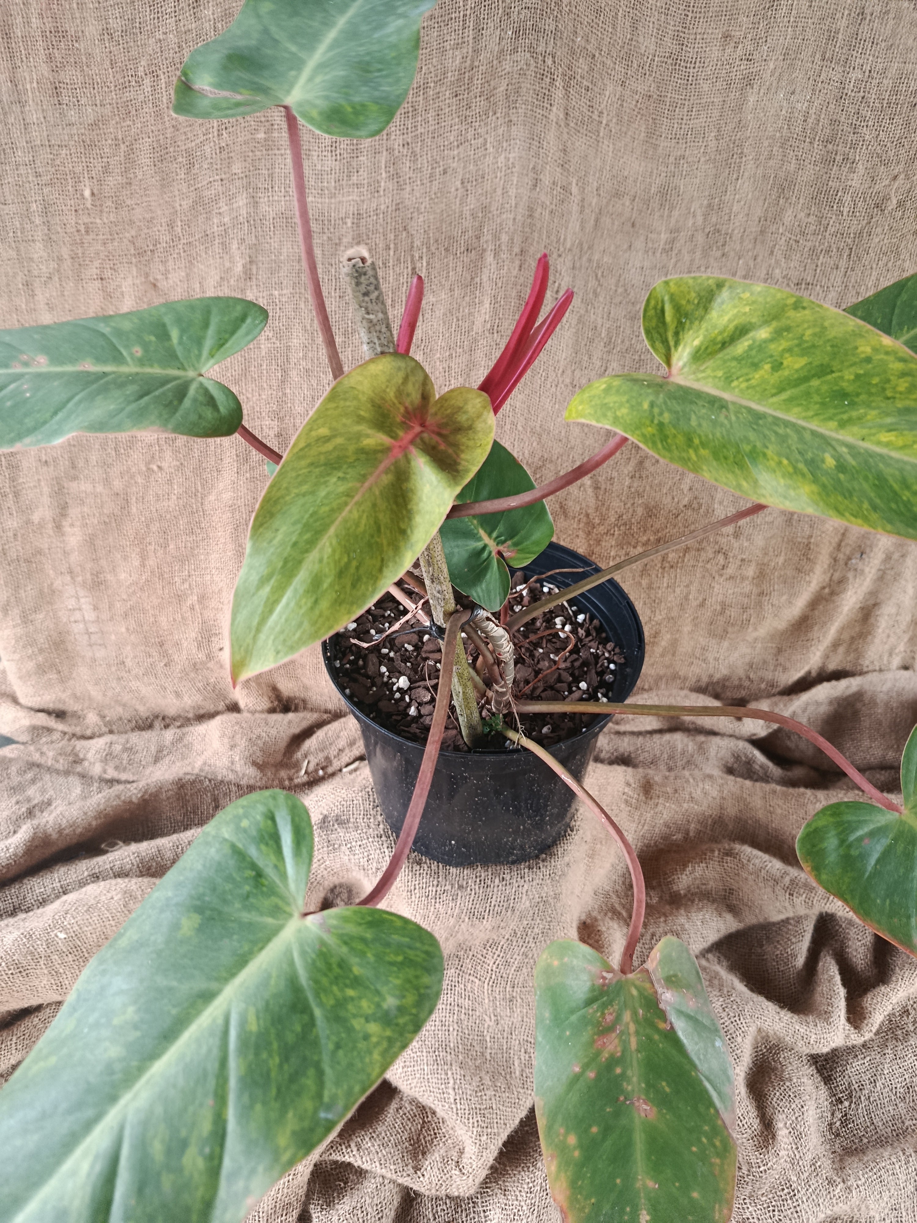Philodendron painted lady