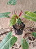 Philodendron painted lady