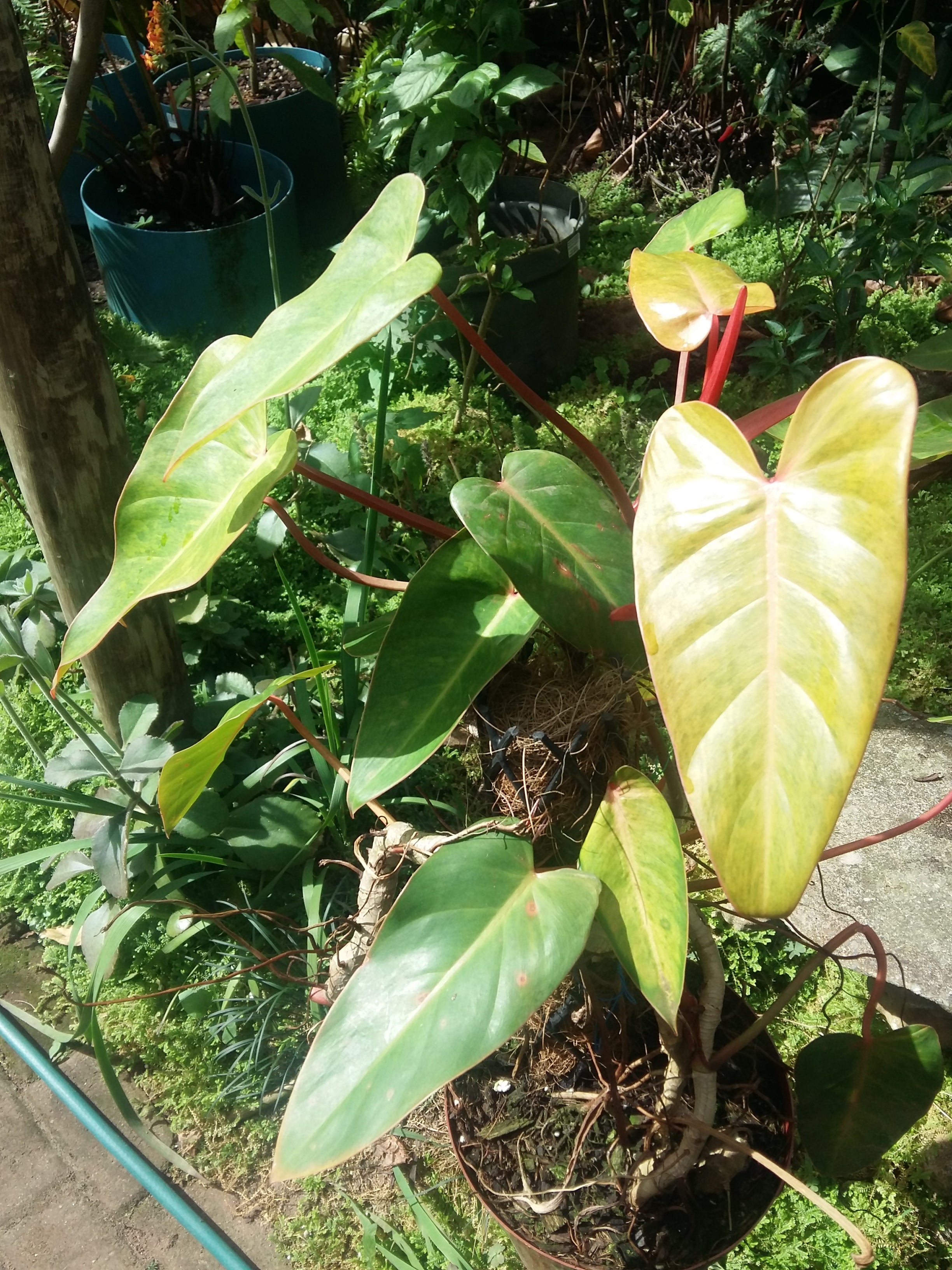 Philodendron painted lady