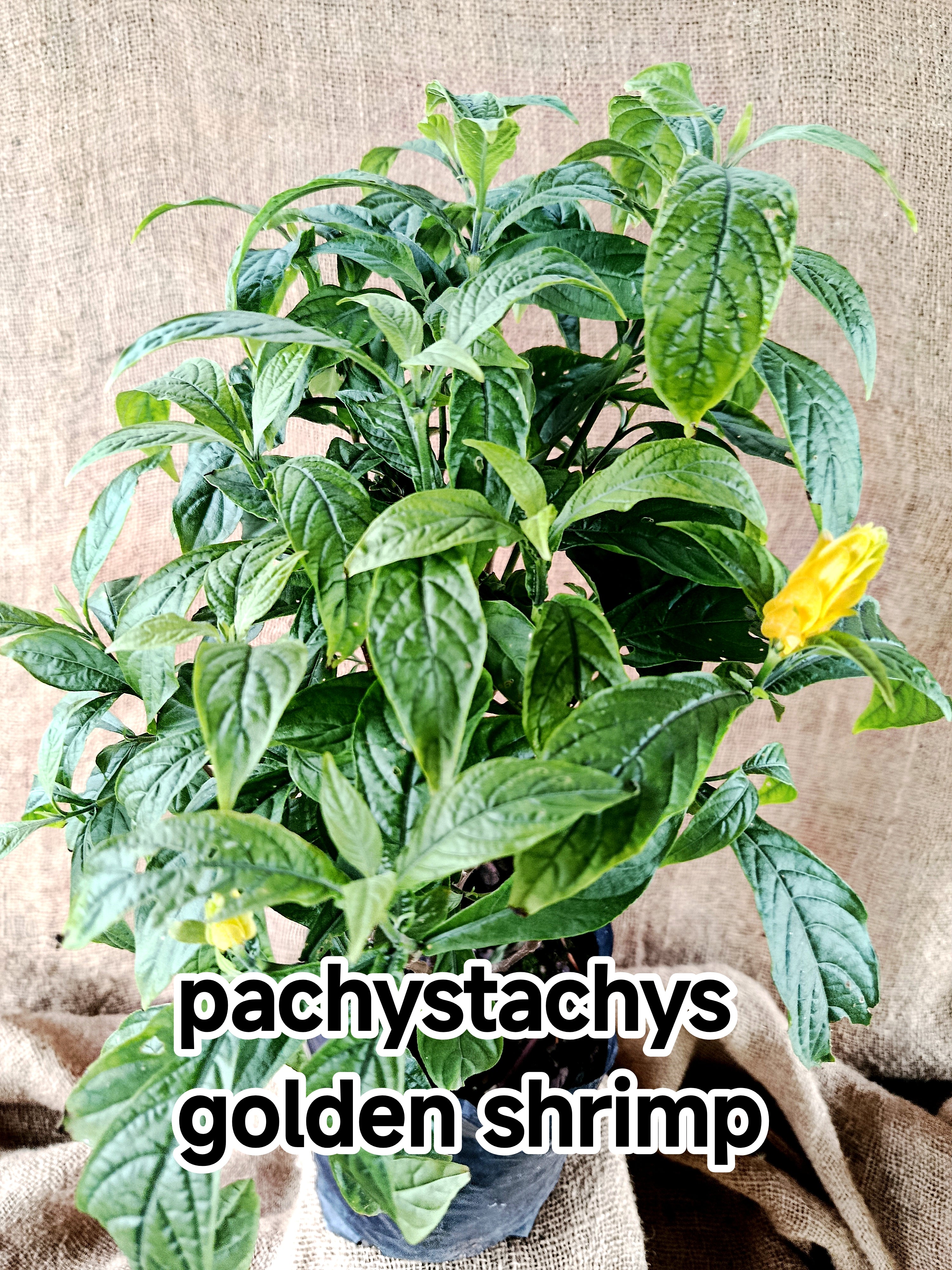pachystachys golden shrimp