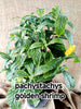 pachystachys golden shrimp