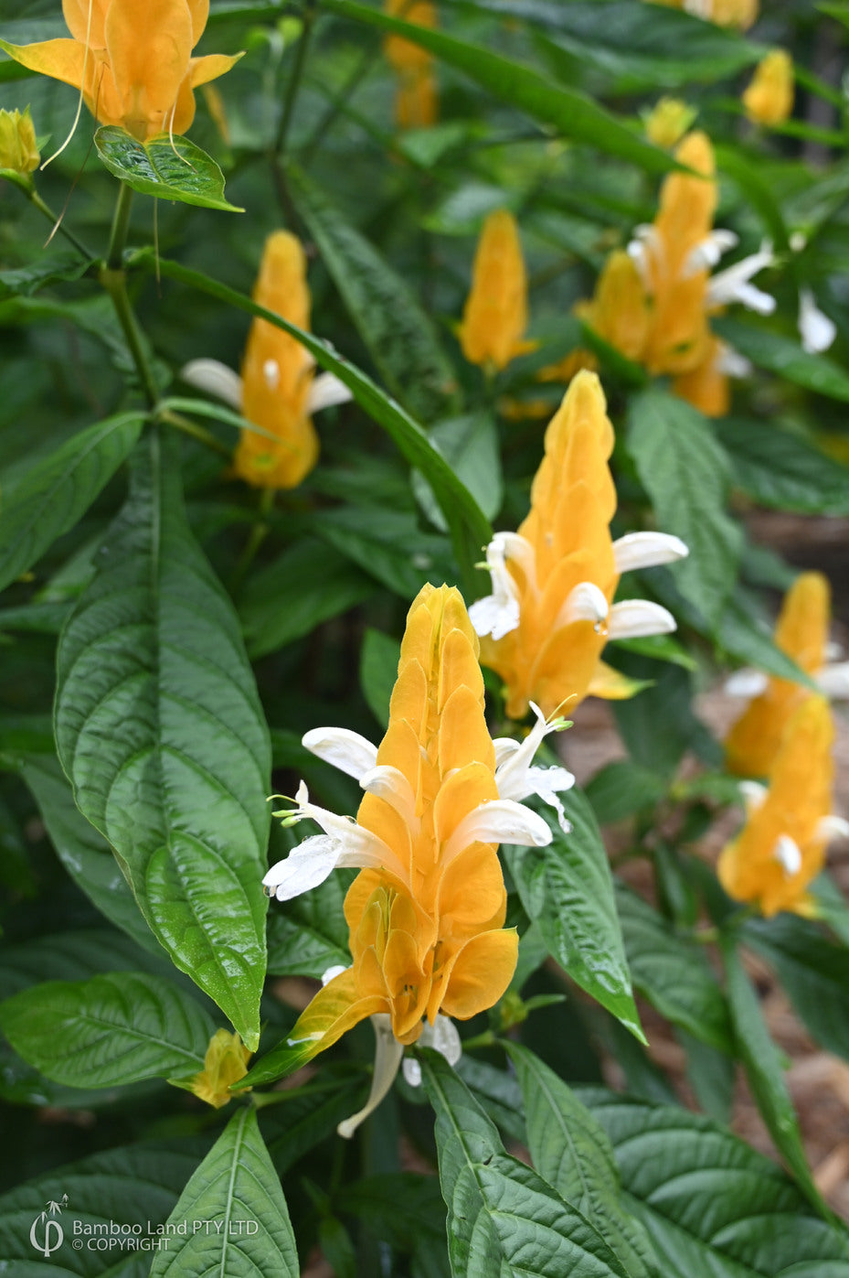 pachystachys golden shrimp