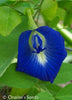Clitoria Ternatea ( Butterfly Pea)