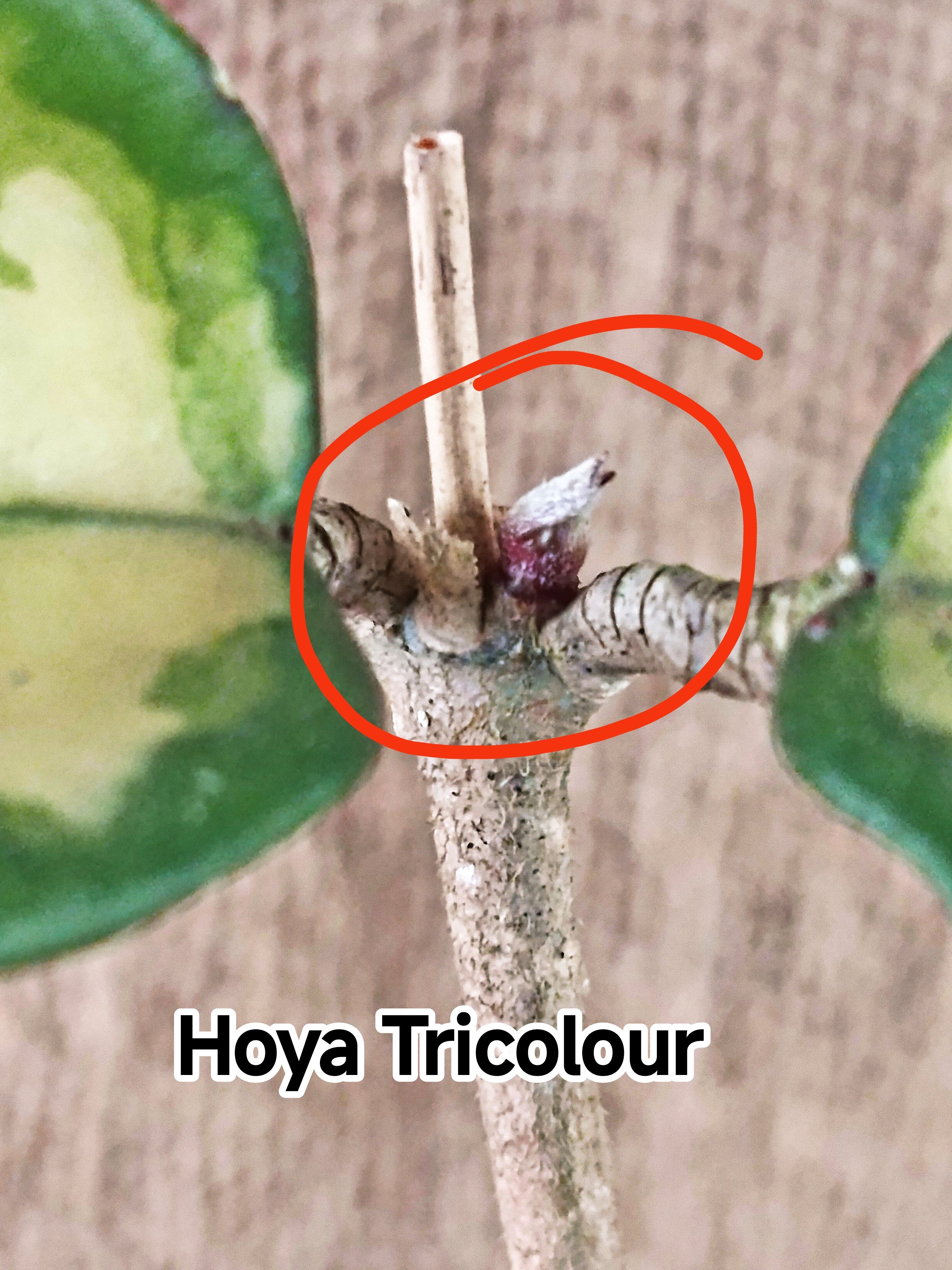 Hoya Tricolour