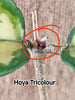 Hoya Tricolour