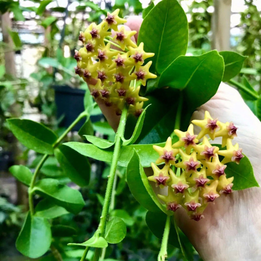 Hoya Densifolia