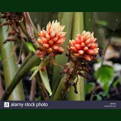 Alpinia renealimia ginger (medical)