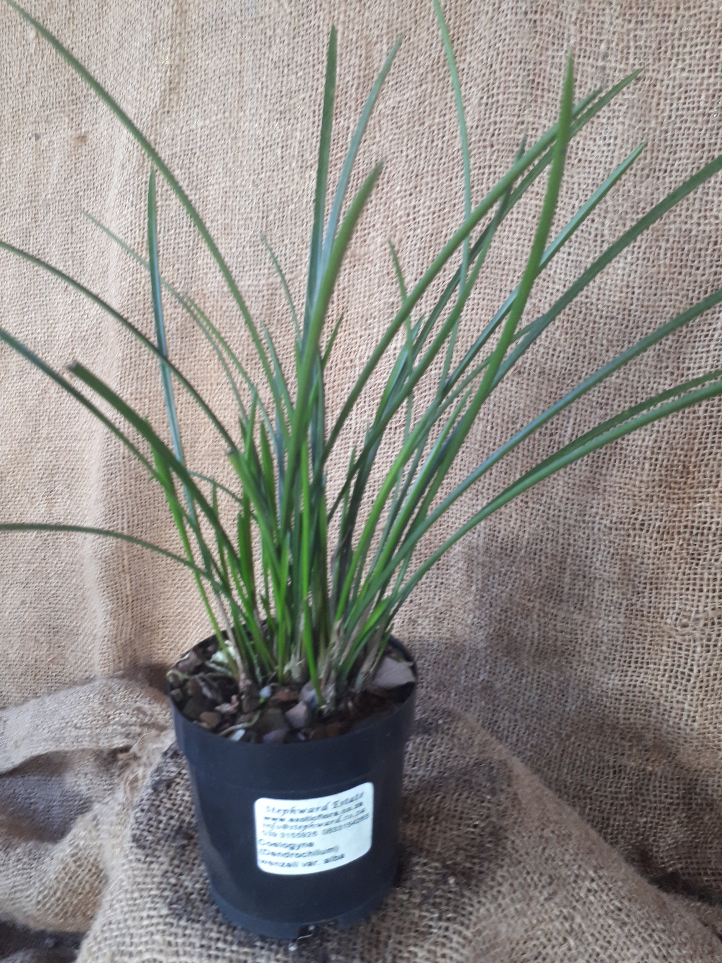 Coelogyne (Dendrochilum) wenzelii var. Alba