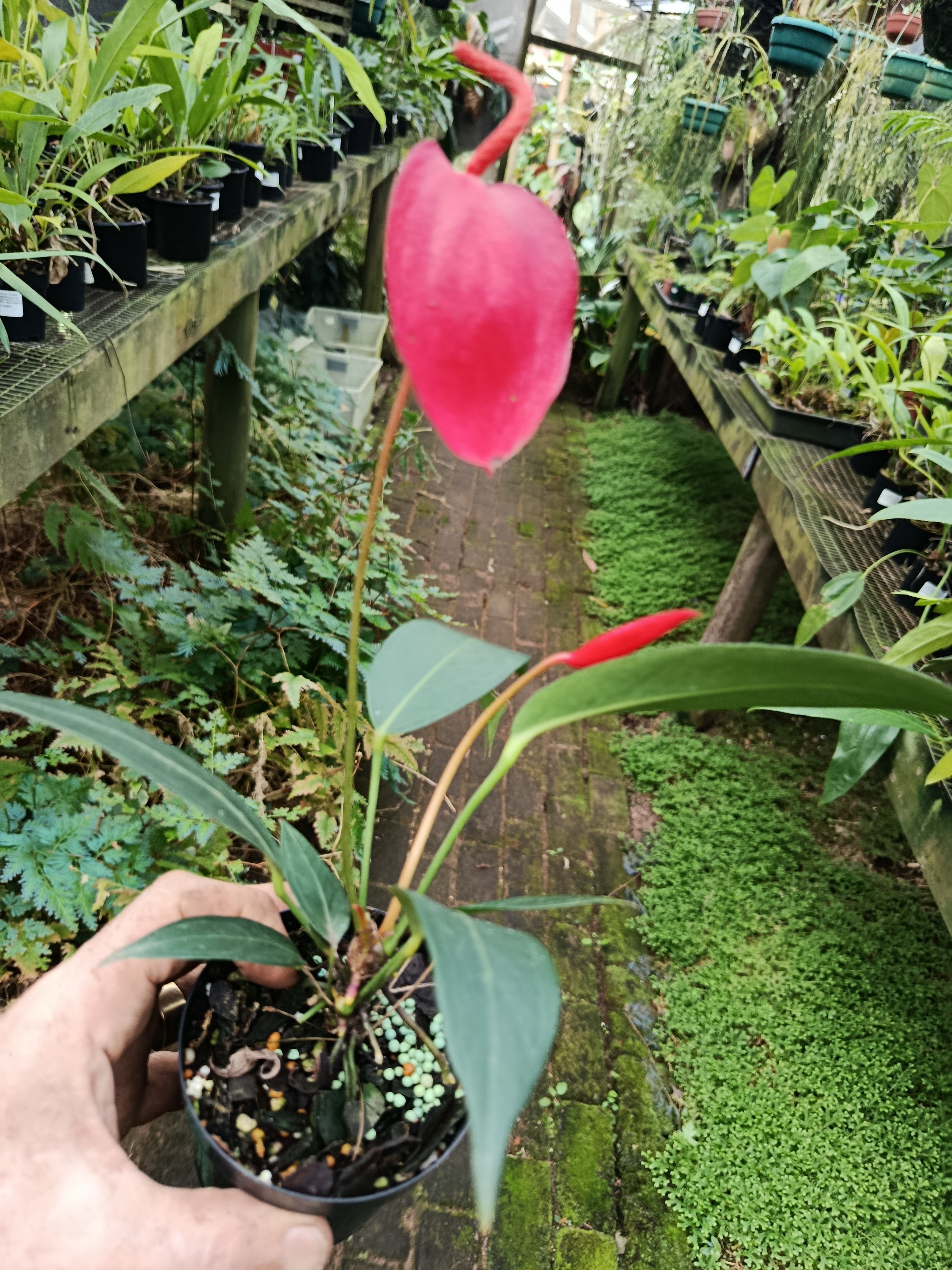 Anthurium pigtail red