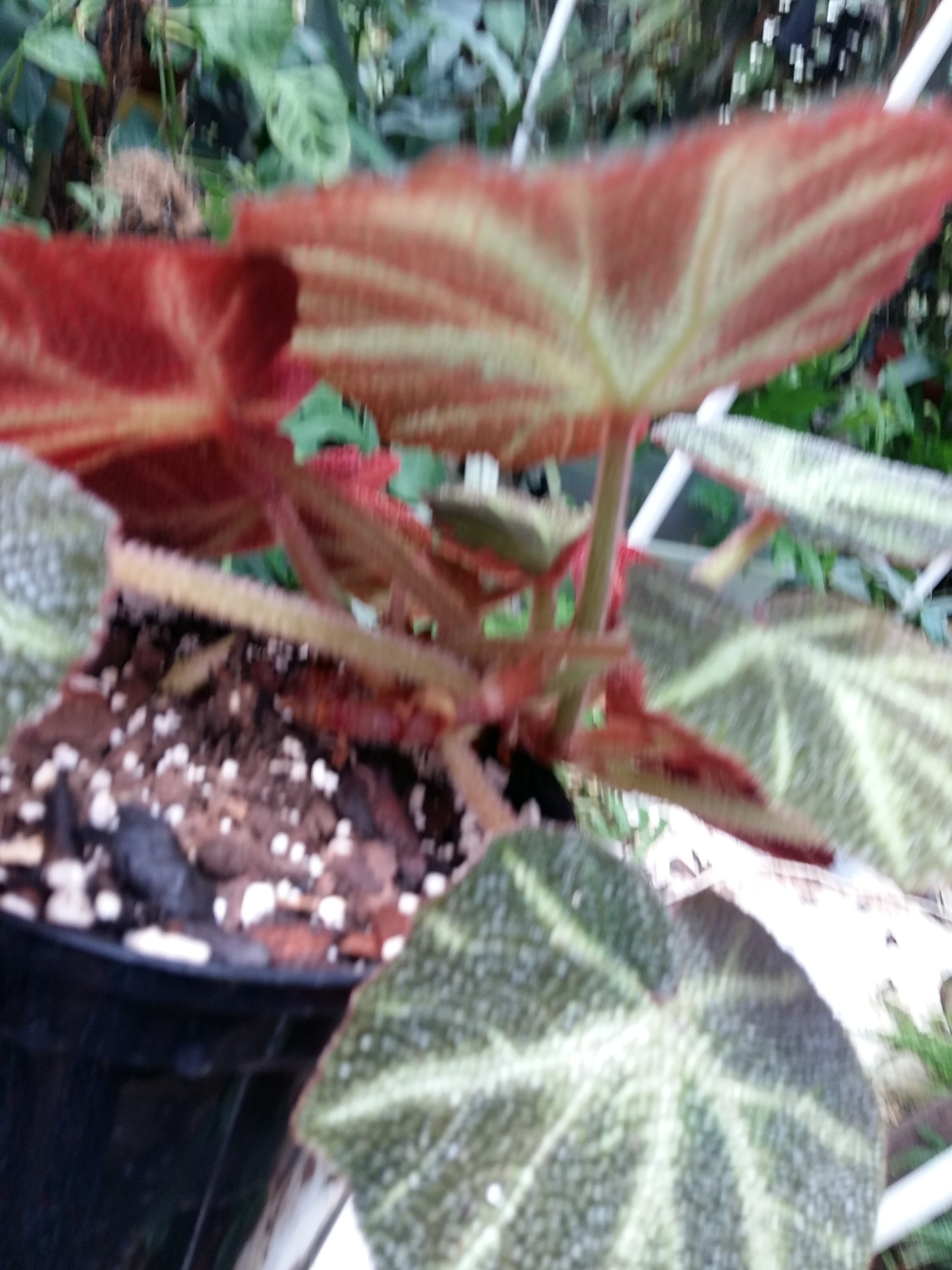 Begonia sol mutata (Sun changing begonia)