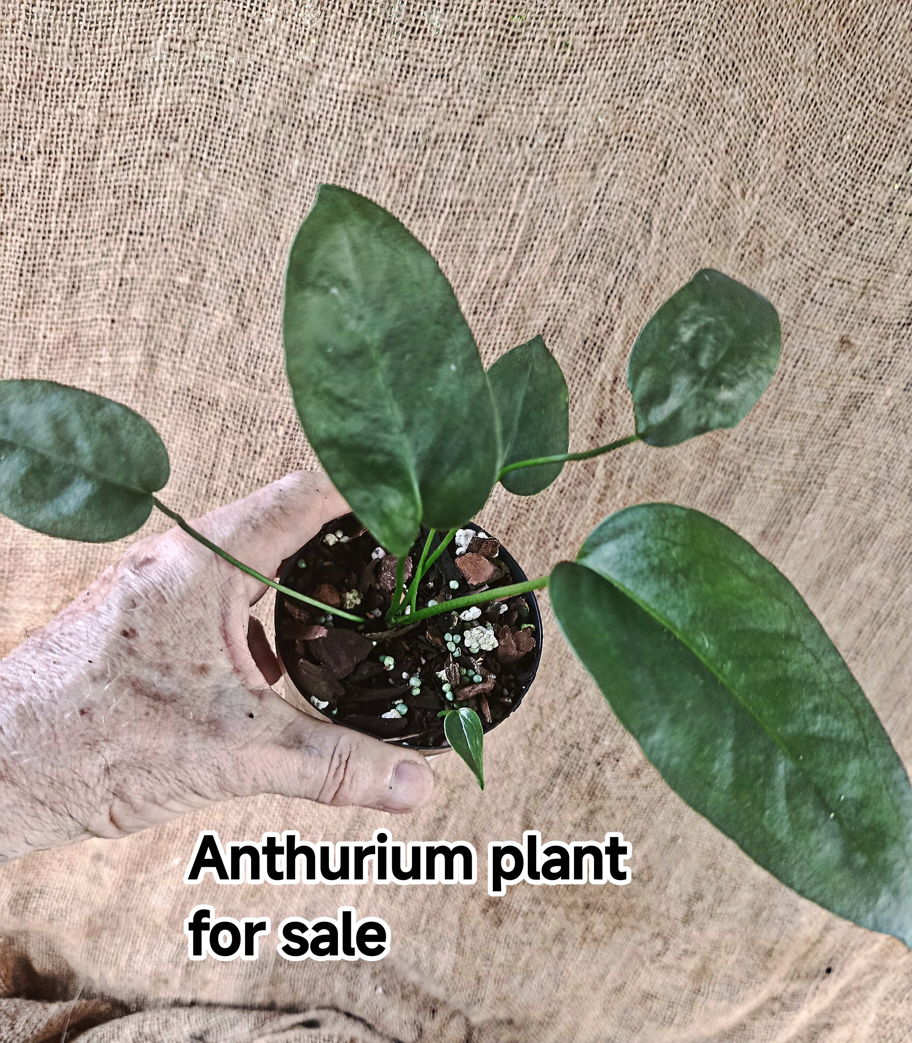 Anthurium Coriaceum