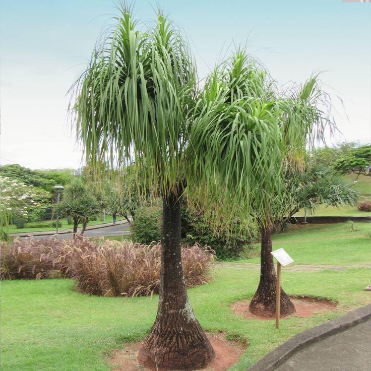 Beaucarnea ‘Pony Tail