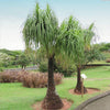 Beaucarnea ‘Pony Tail