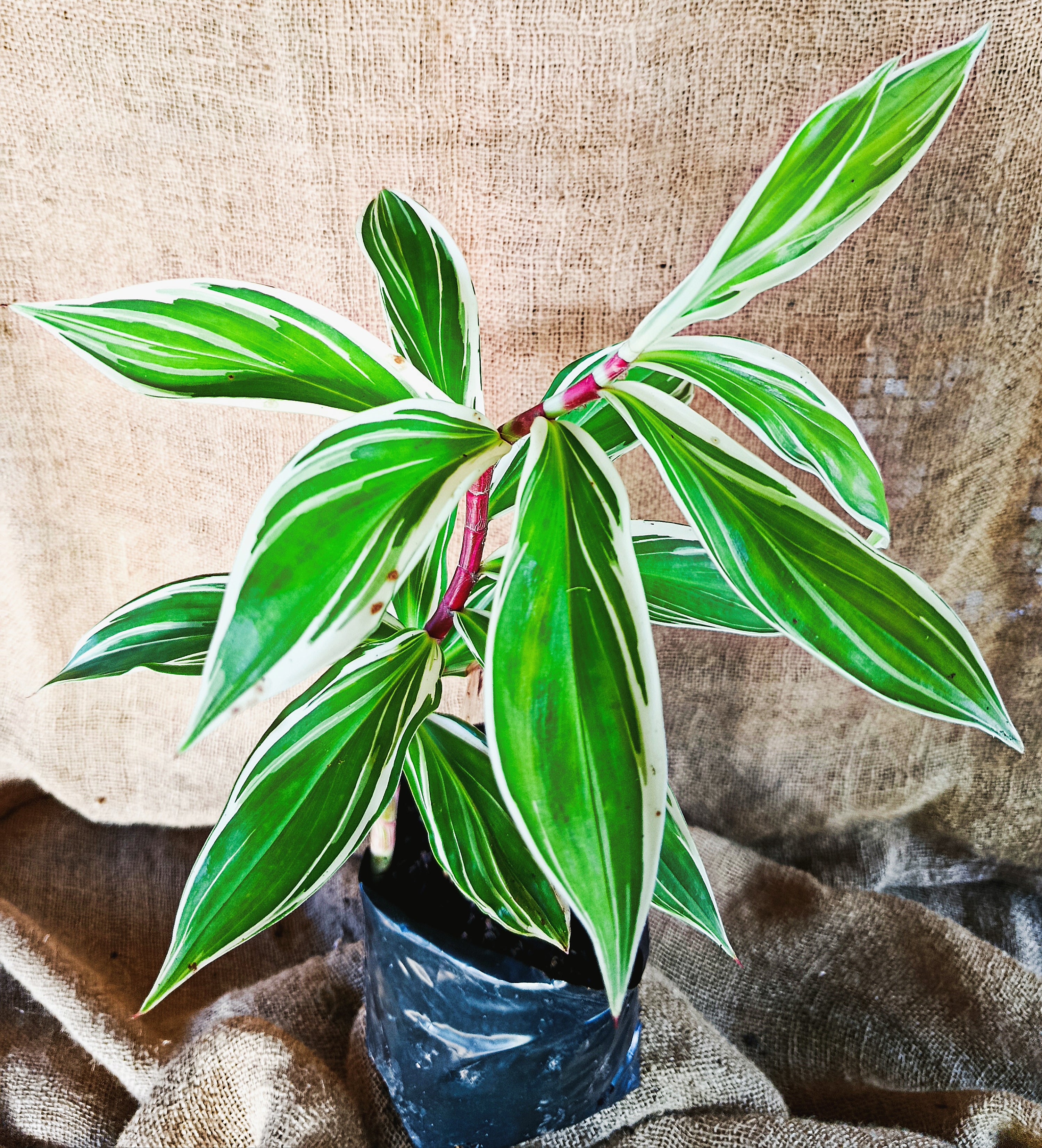 Cheilocostus Speciosus Variegatus 'Spiral Ginger '