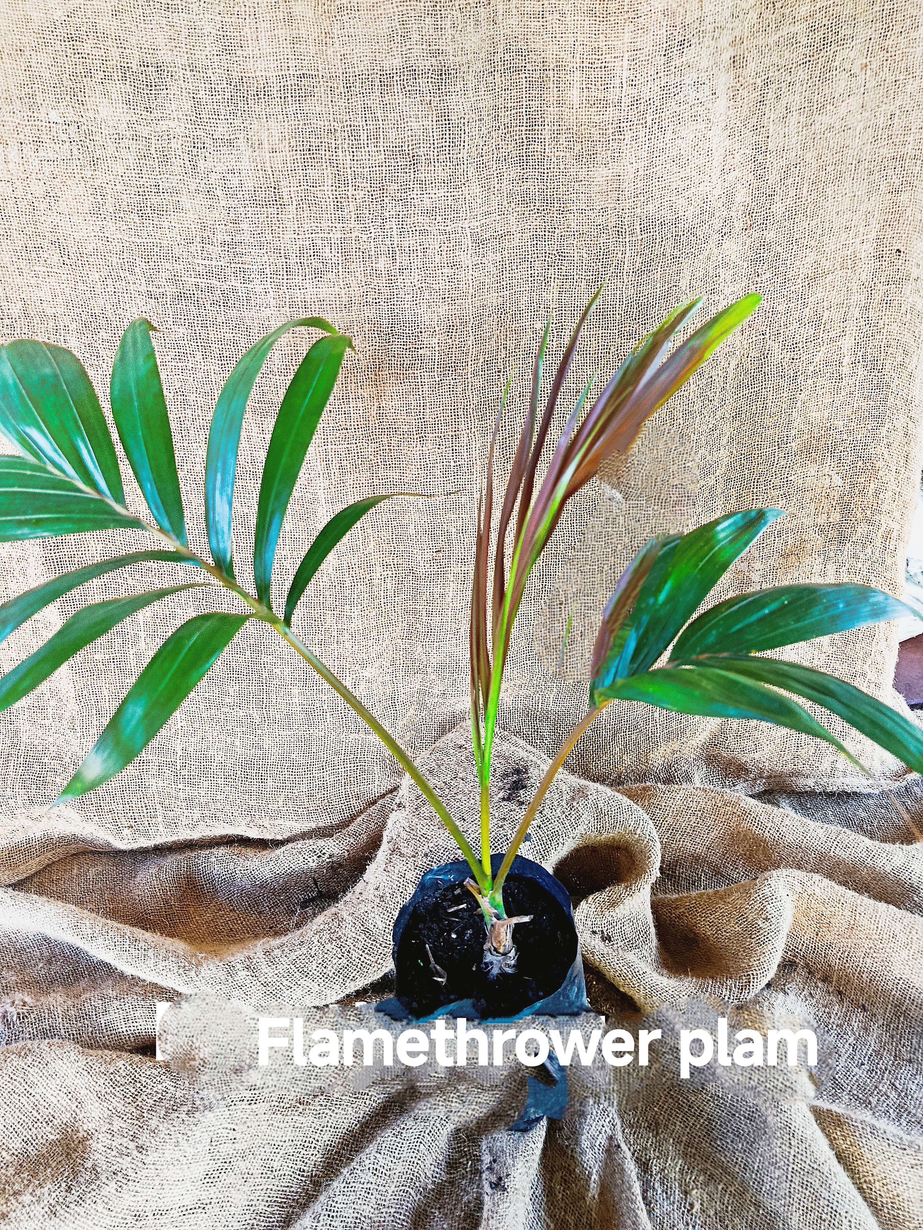 Chambeyronia macrocarpa 'Flamethrower Palm'