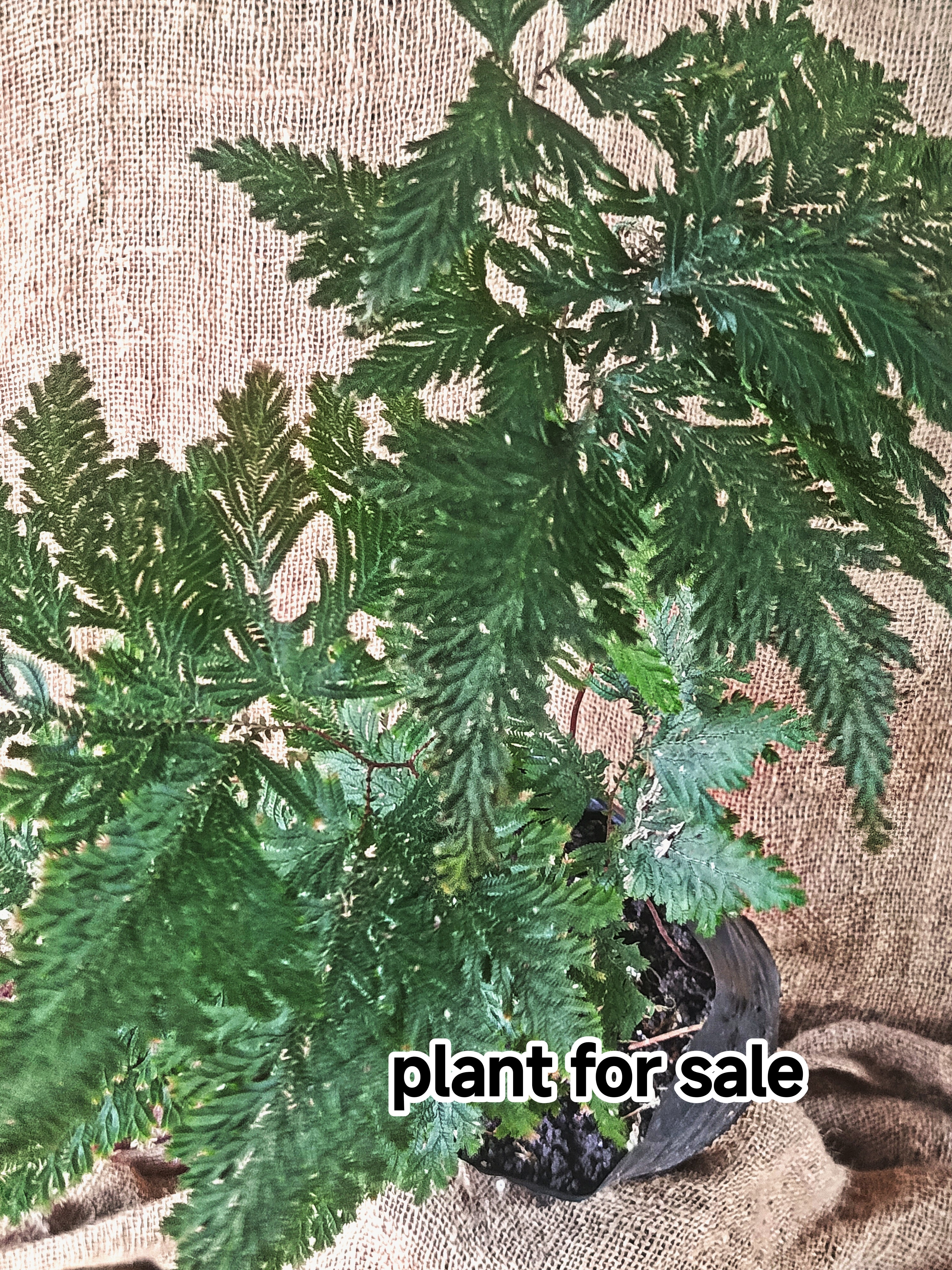 selaginella plana cypress spike moss fern