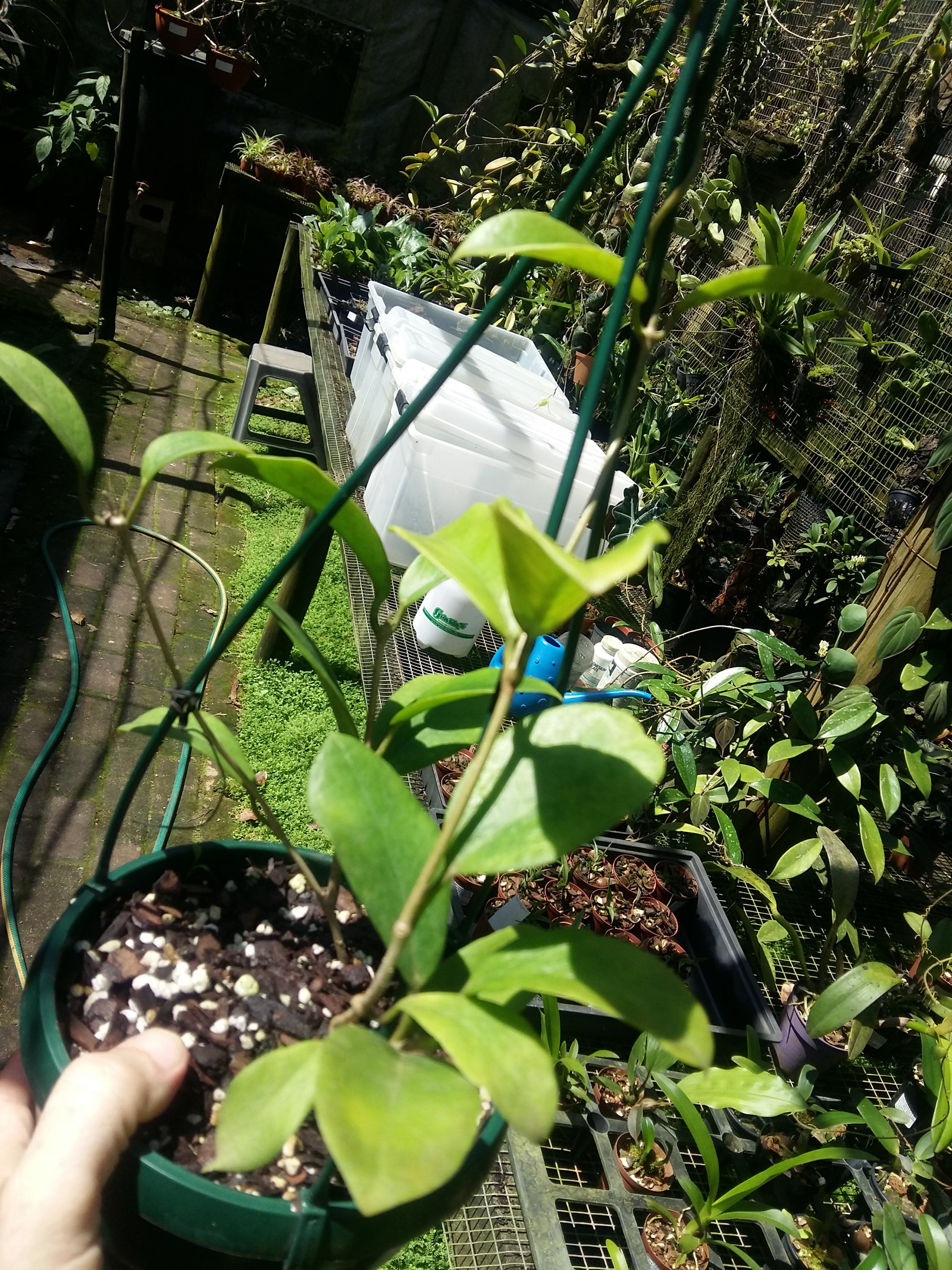 Hoya Australis