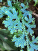 Peacock fern (Selaginella willdenowii)